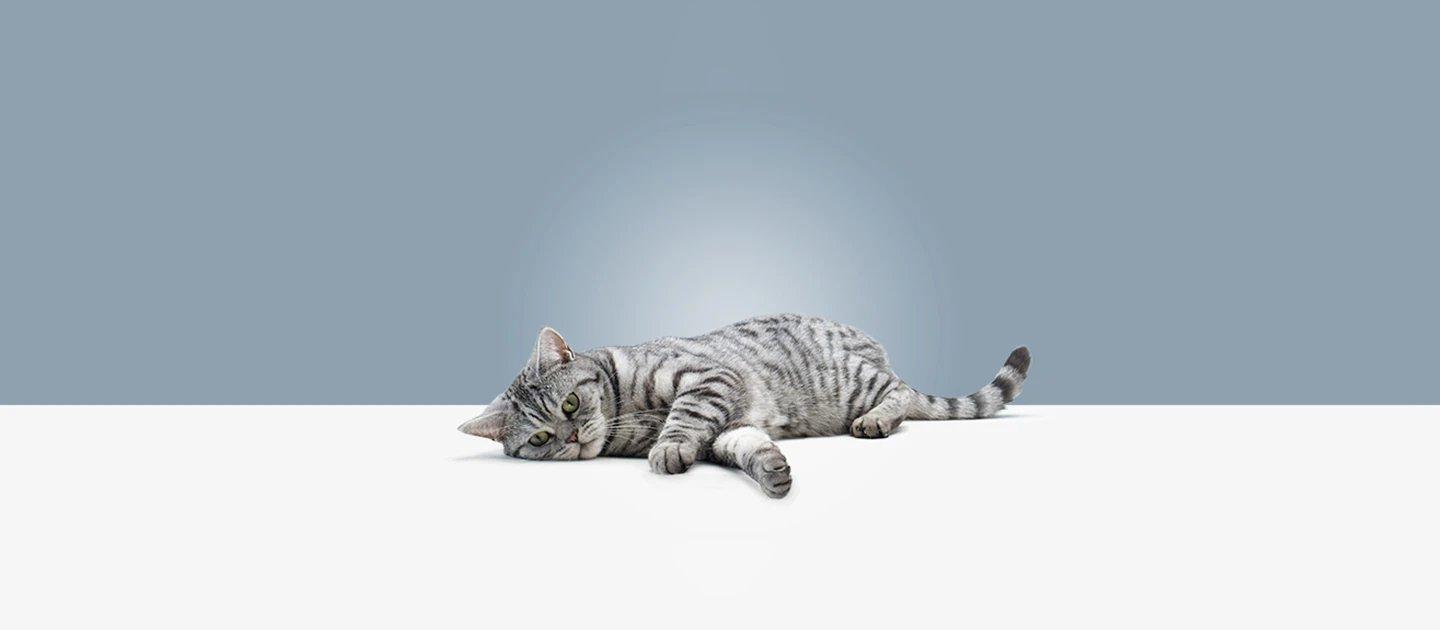 Whiskas brand imagery