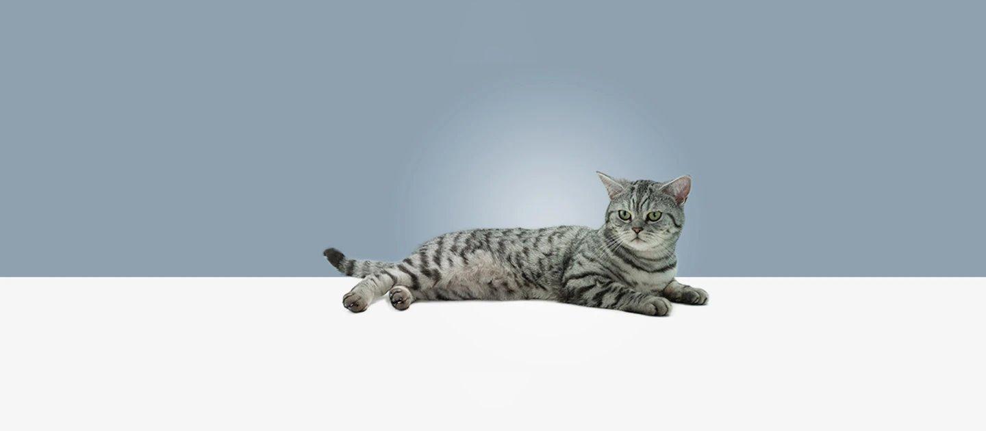 Whiskas brand imagery