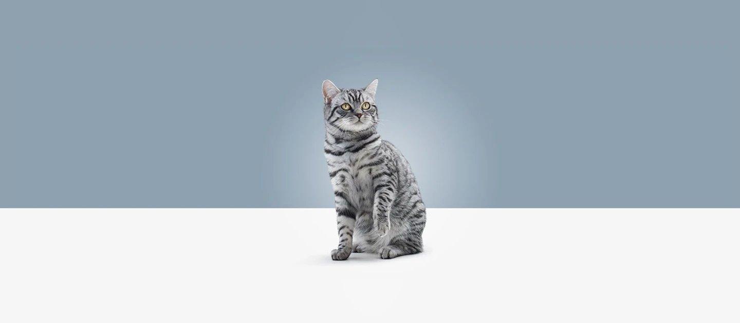 Whiskas brand imagery