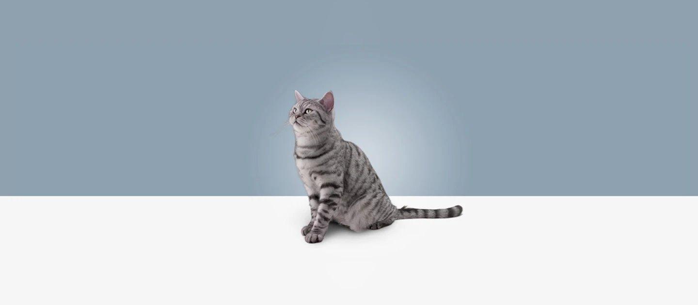 Whiskas brand imagery