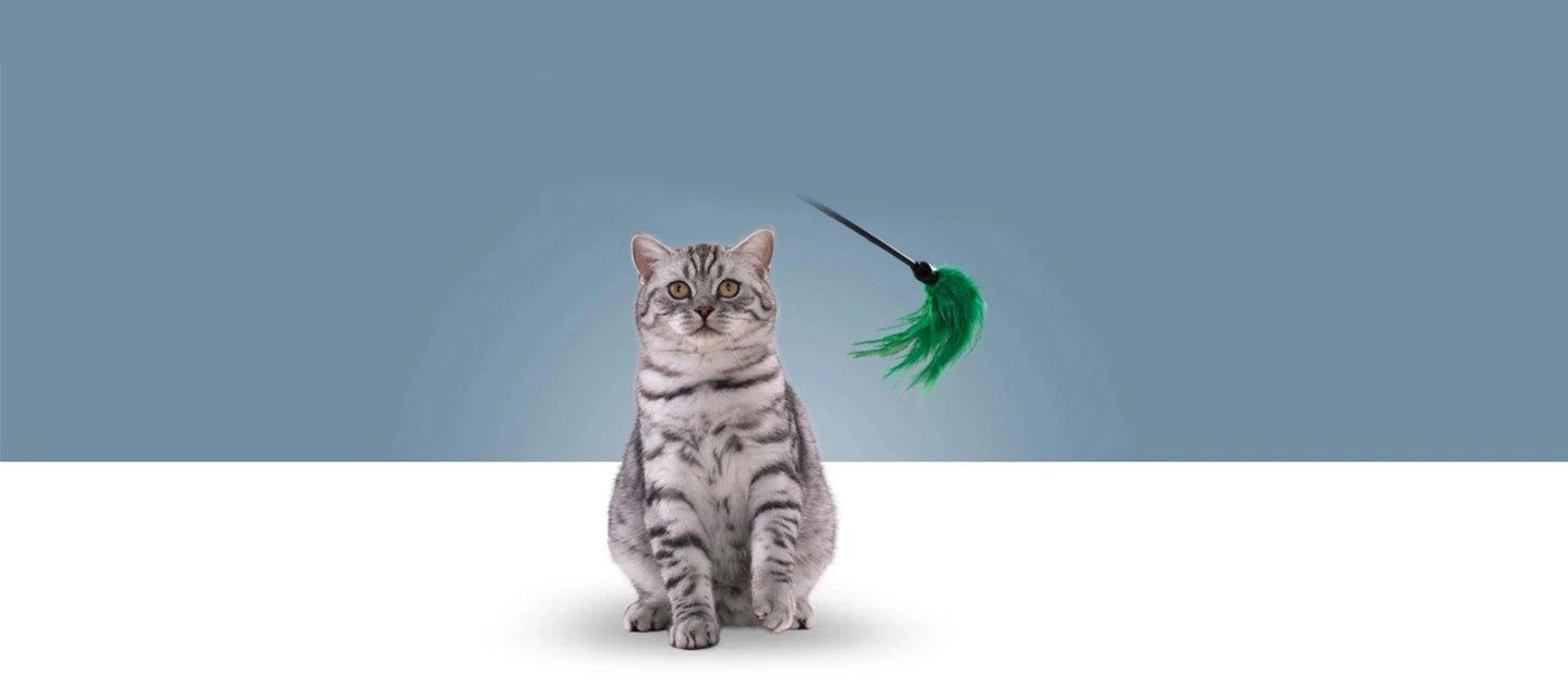 Whiskas brand imagery