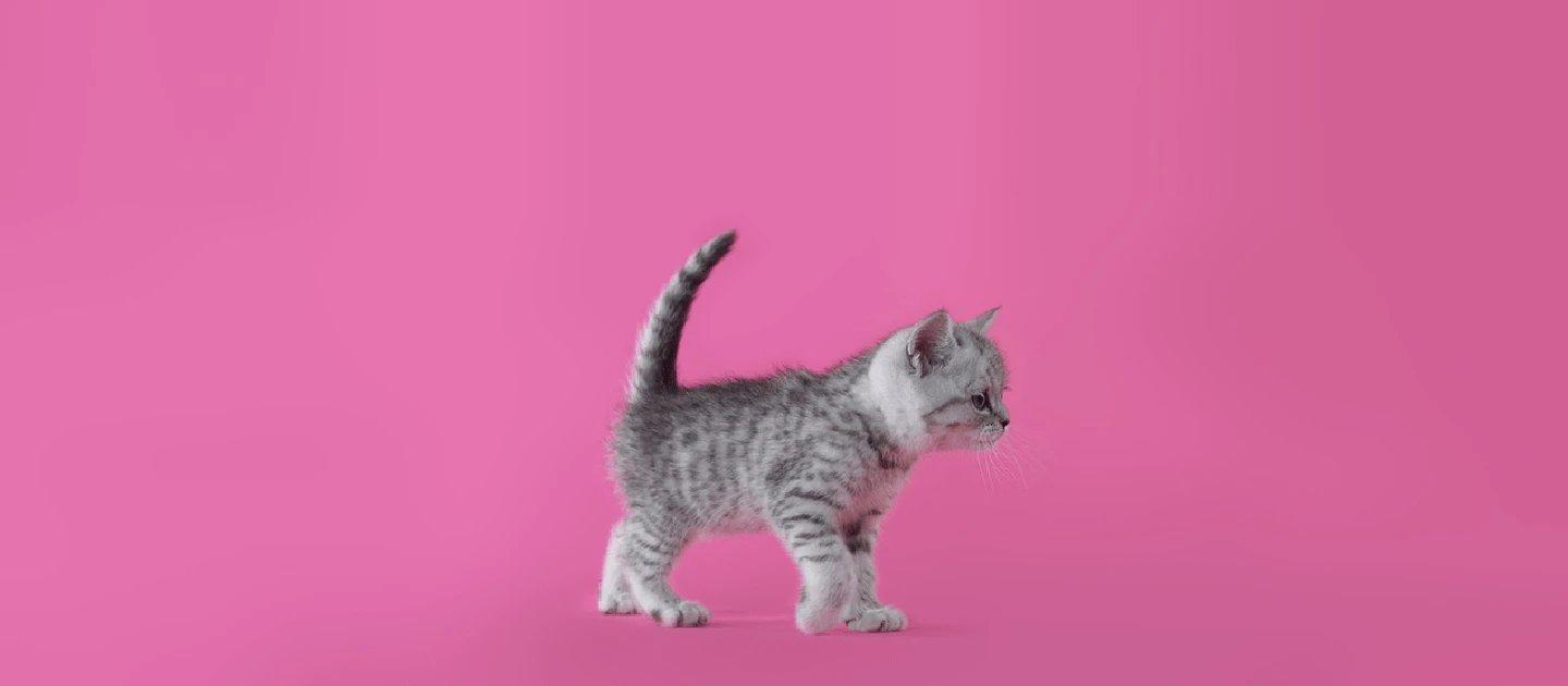 Whiskas brand imagery