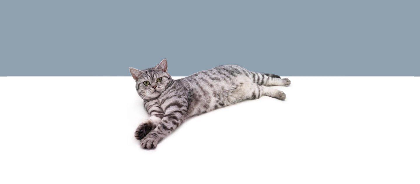 Whiskas brand imagery