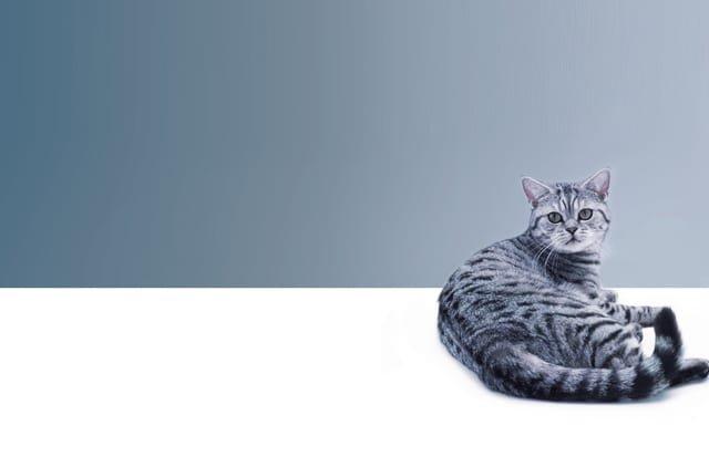 Whiskas brand imagery