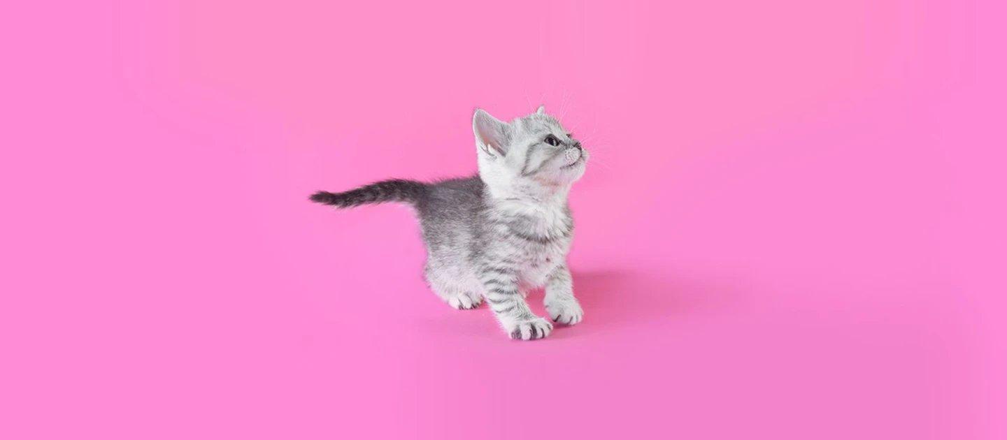 Whiskas brand imagery