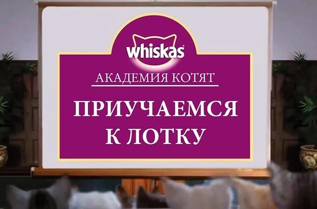 pravilnyj-lotok-dlya-kotenka_1620201352141