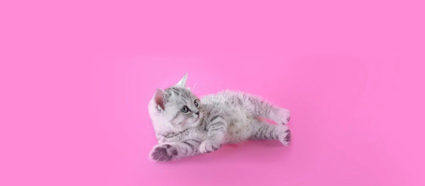 Whiskas brand imagery