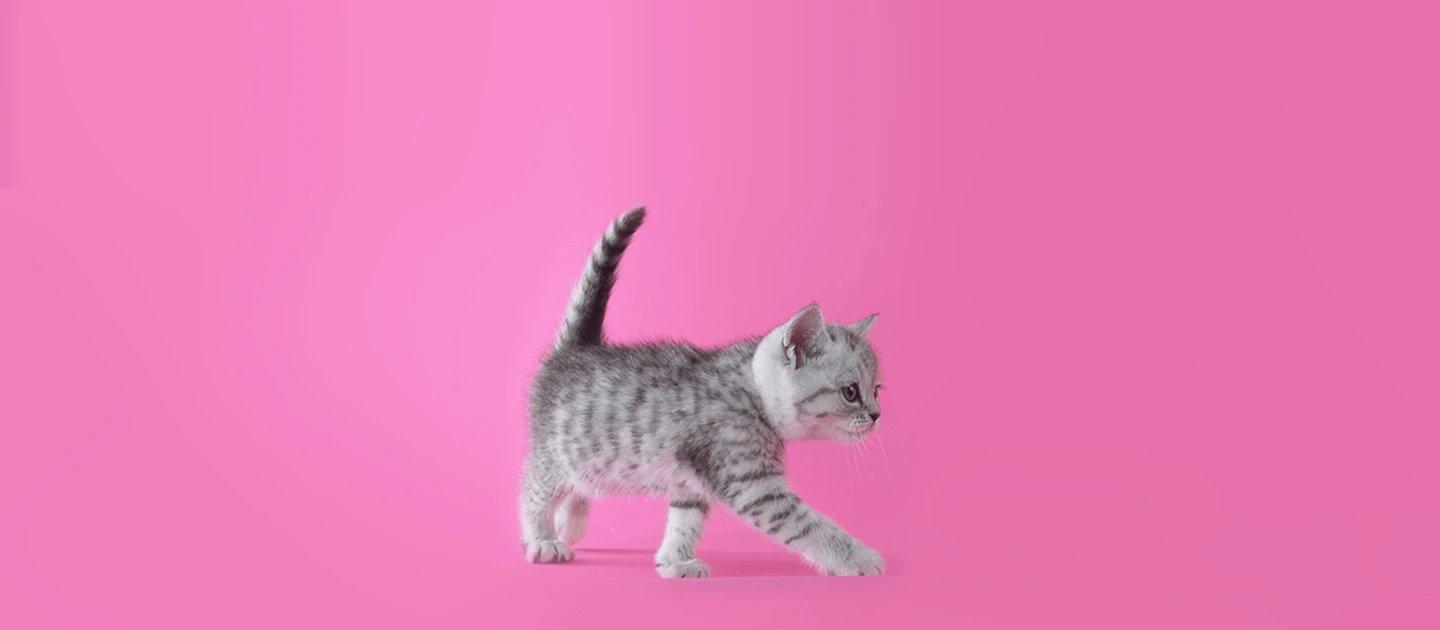 Whiskas brand imagery