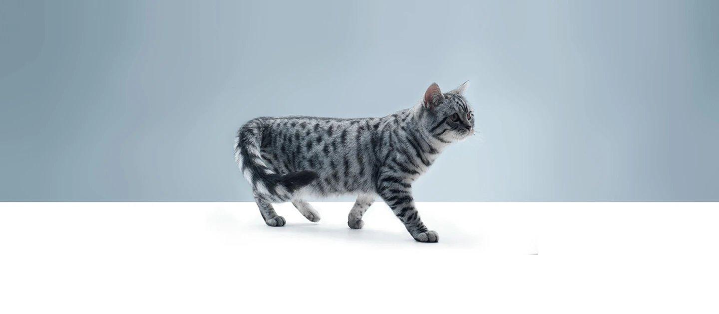 Whiskas brand imagery