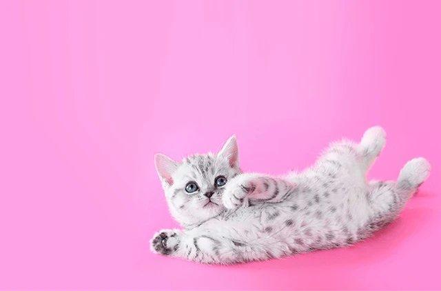 recomendovannye-veterinarnye-protsedury-dlya-kotyat_1620220948079