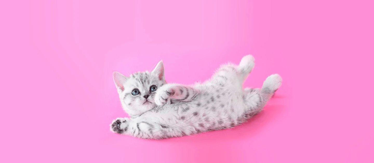 Whiskas brand imagery