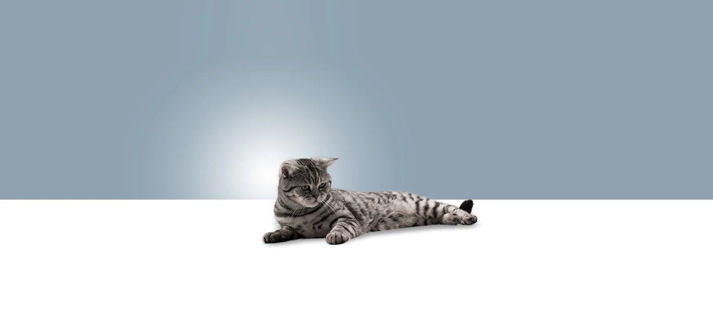 Whiskas brand imagery