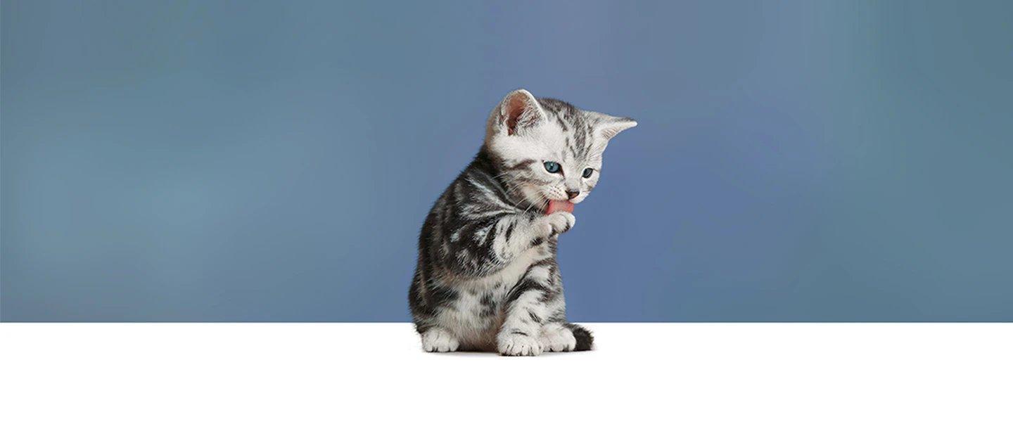 Whiskas brand imagery