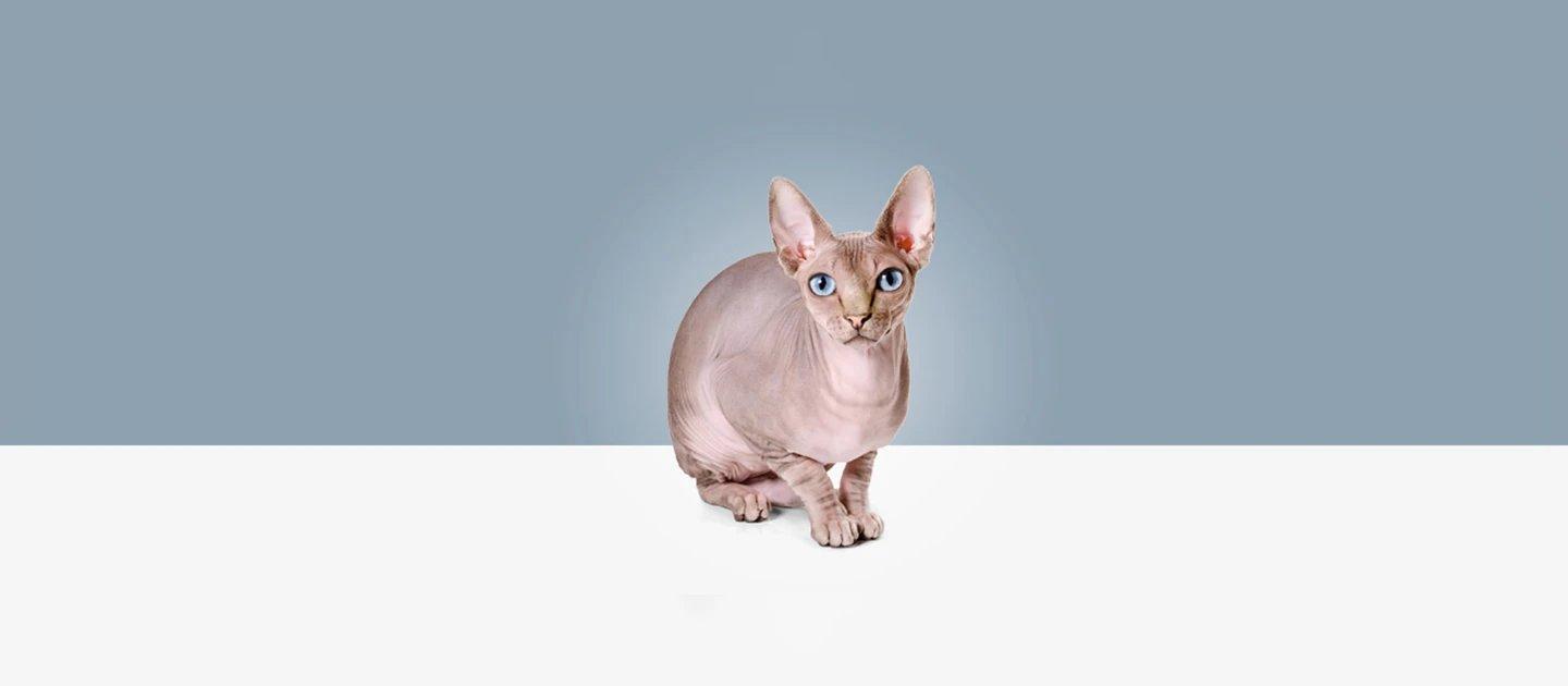 Whiskas brand imagery