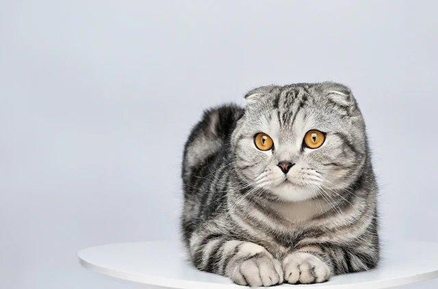 Шотландская вислоухая кошка