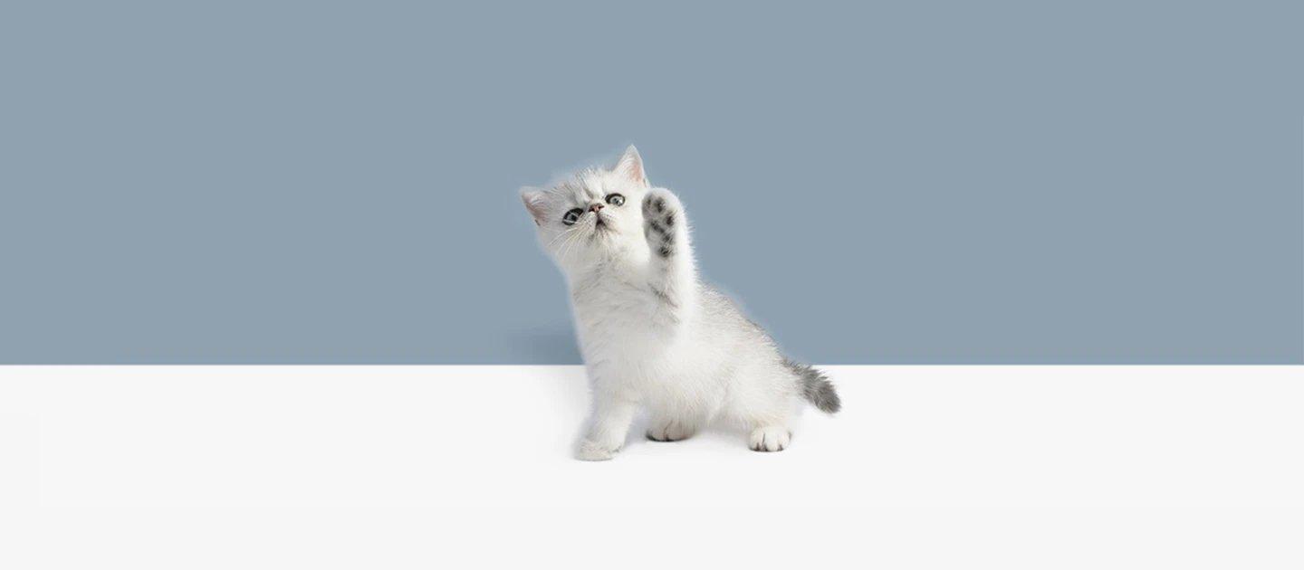 Whiskas brand imagery