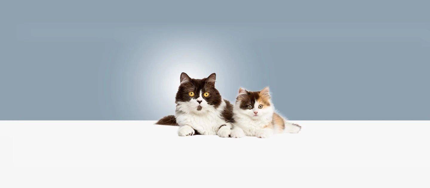 Whiskas brand imagery