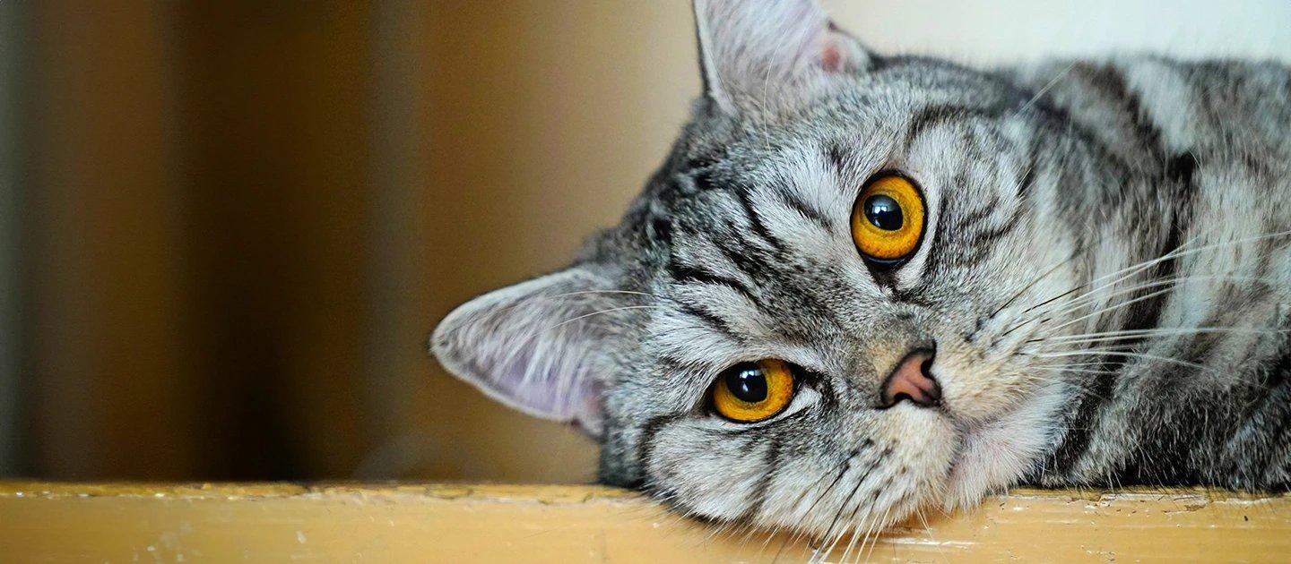 Whiskas brand imagery