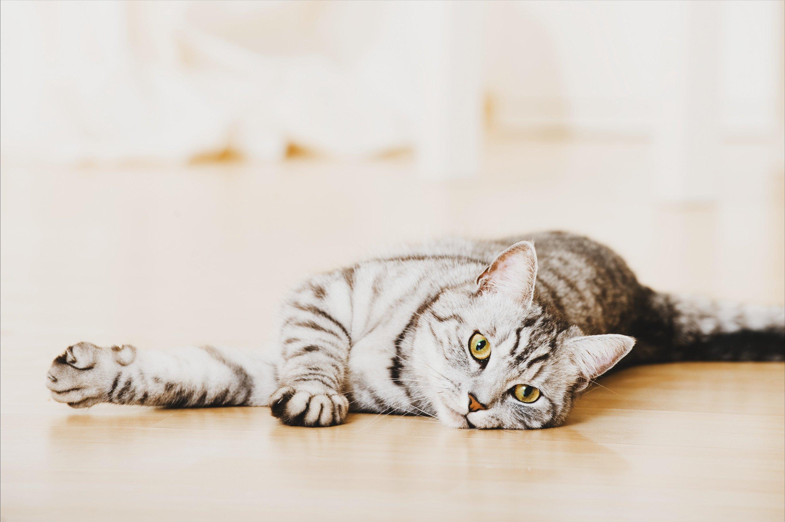 Whiskas brand imagery