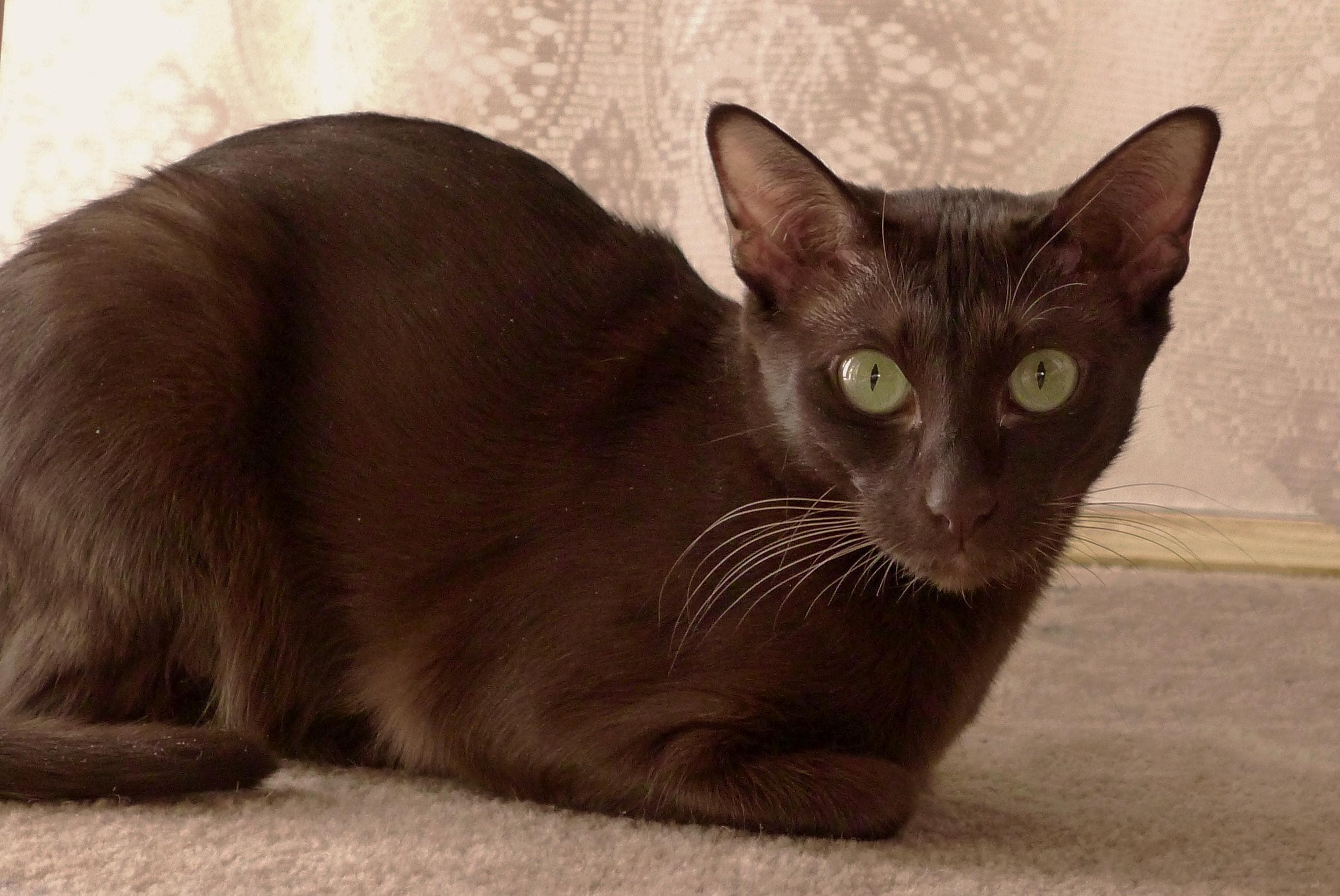Whiskas brand imagery
