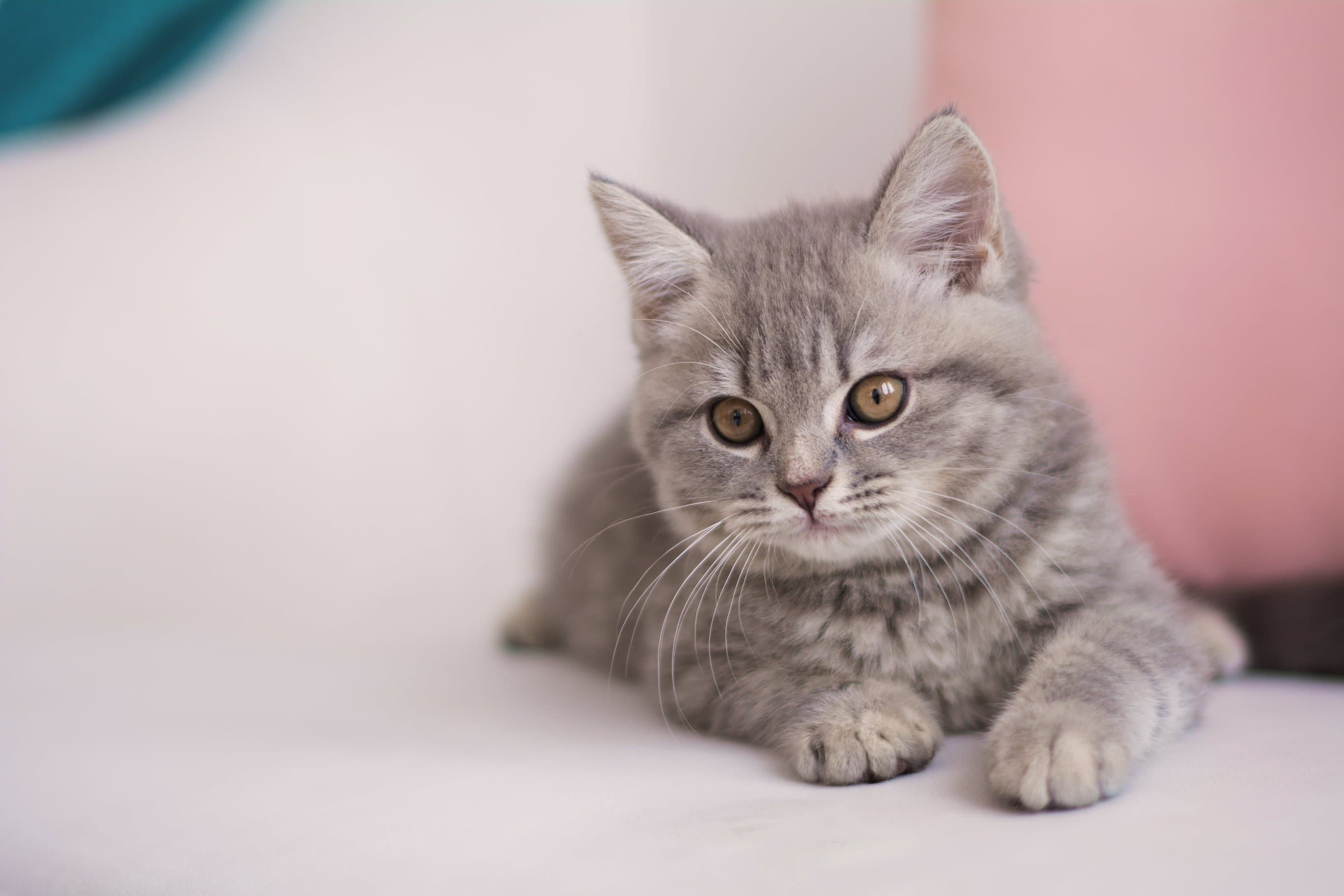 Whiskas brand imagery
