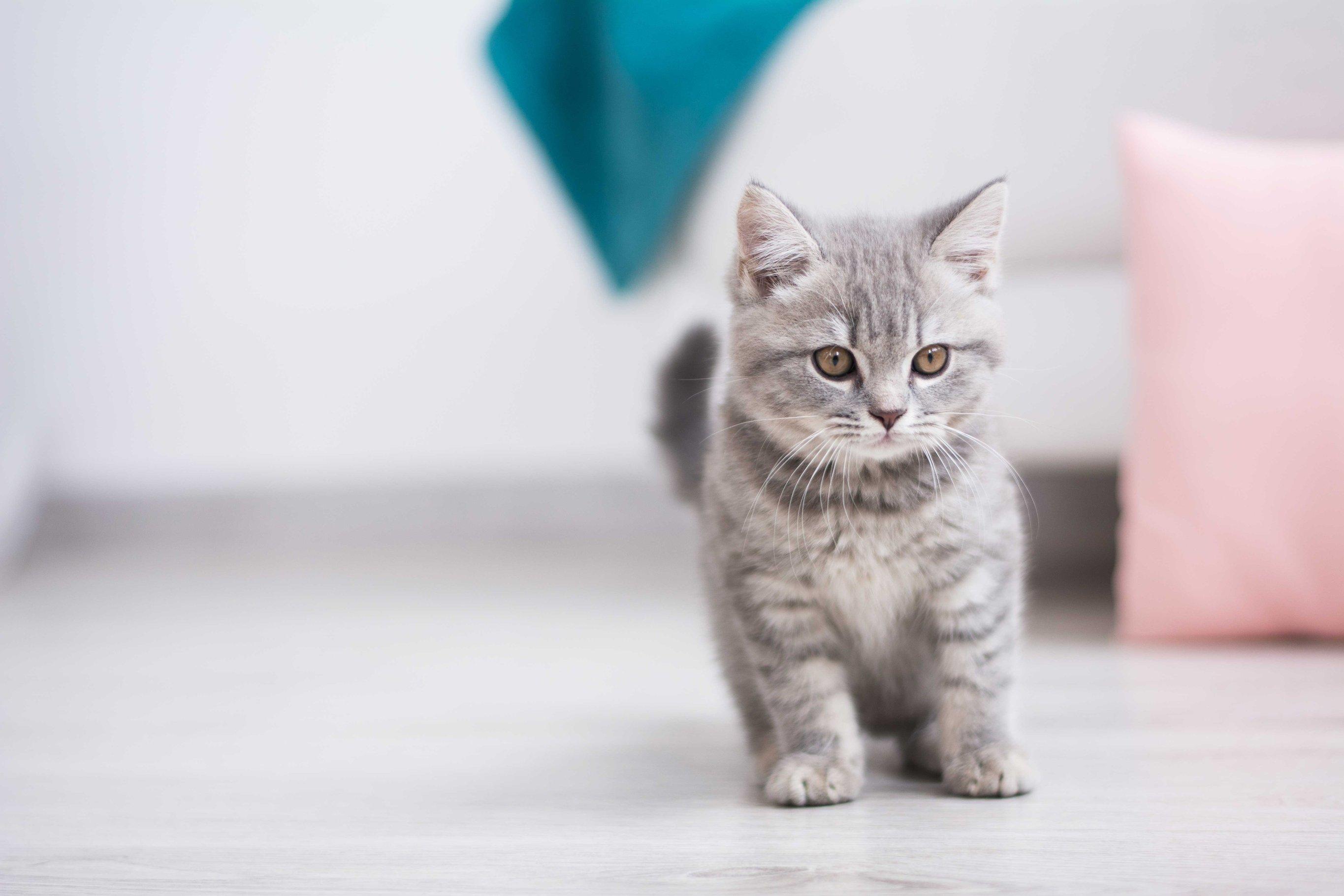 Питание котенка