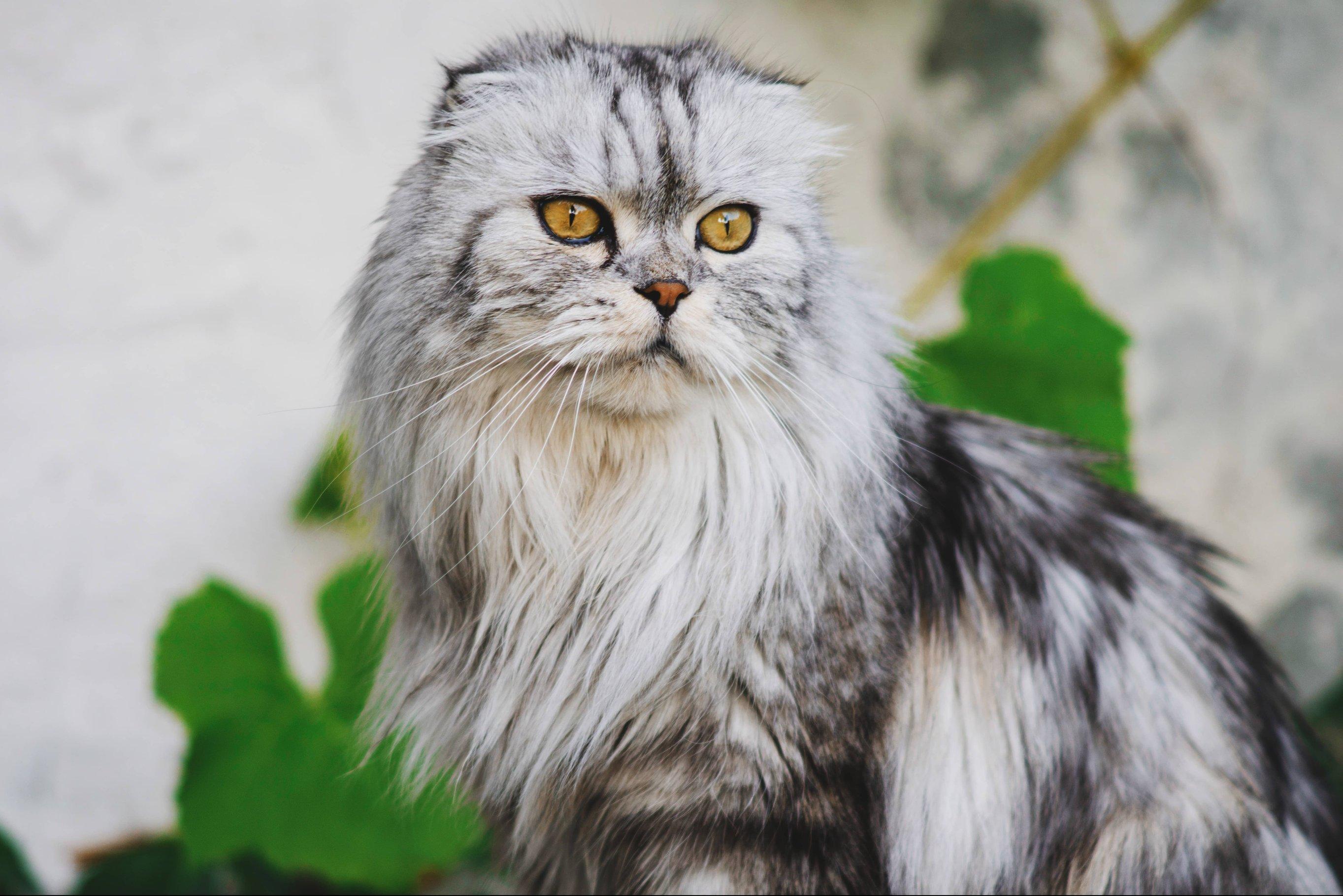 Whiskas brand imagery