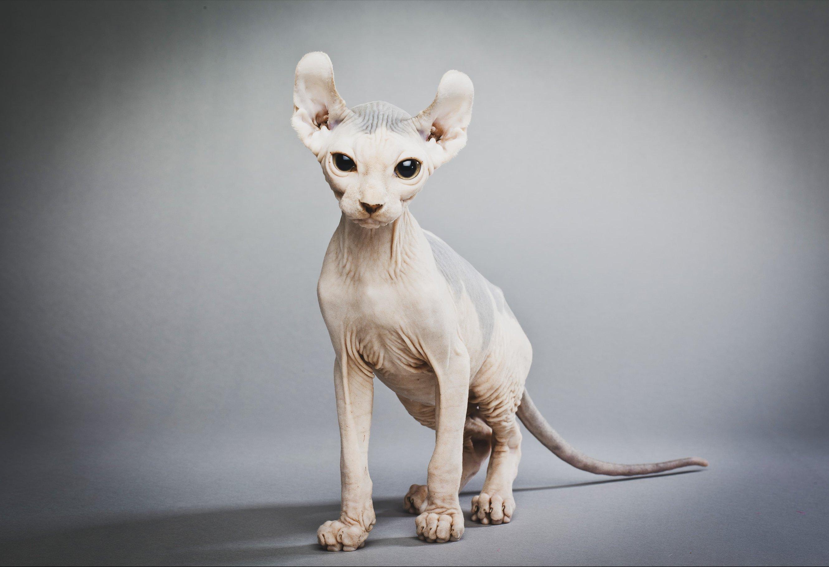 Whiskas brand imagery