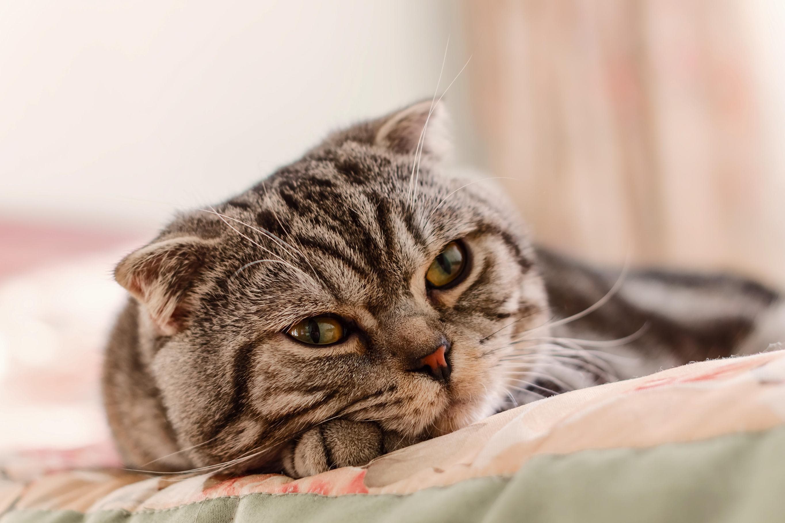 Whiskas brand imagery