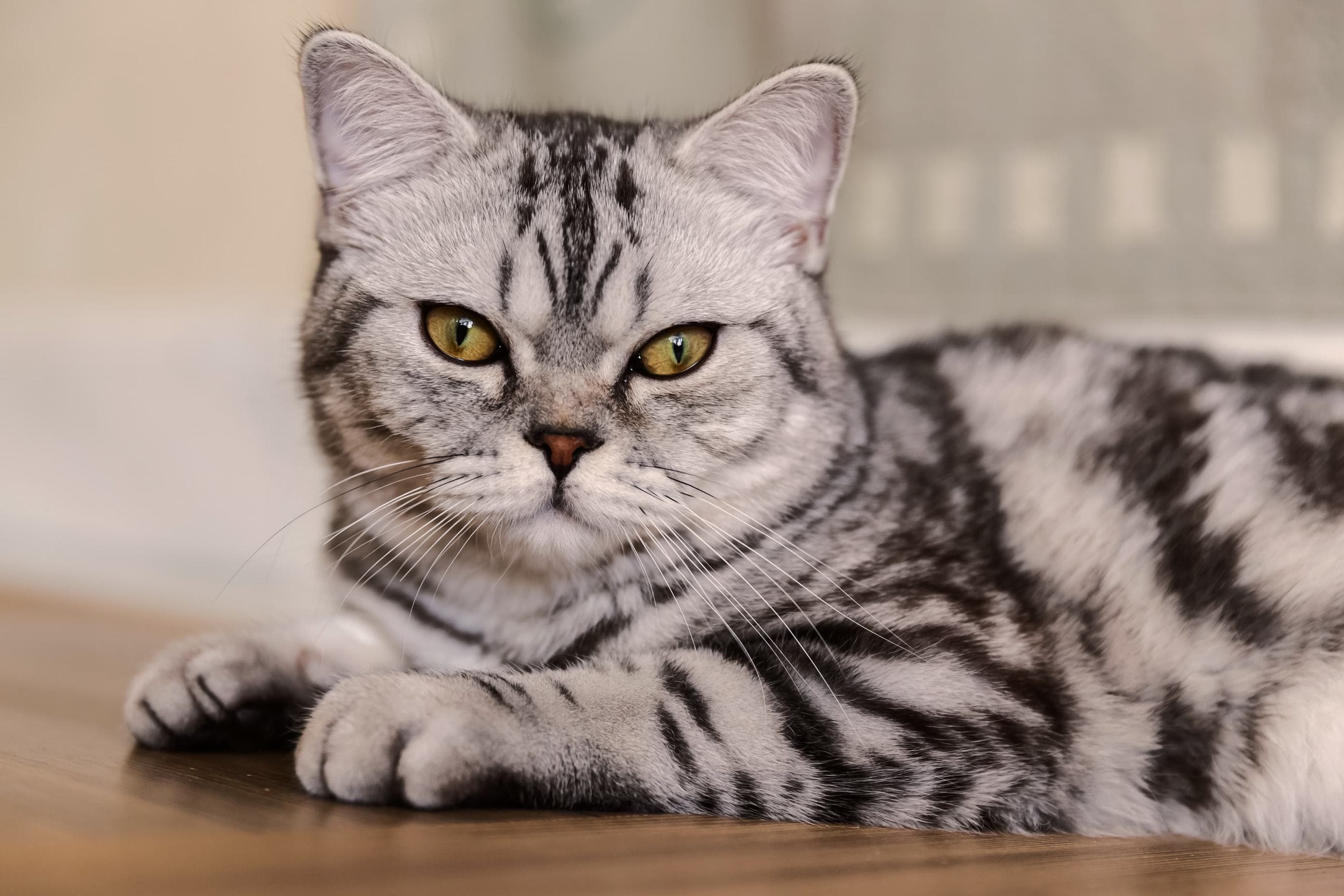 Whiskas brand imagery