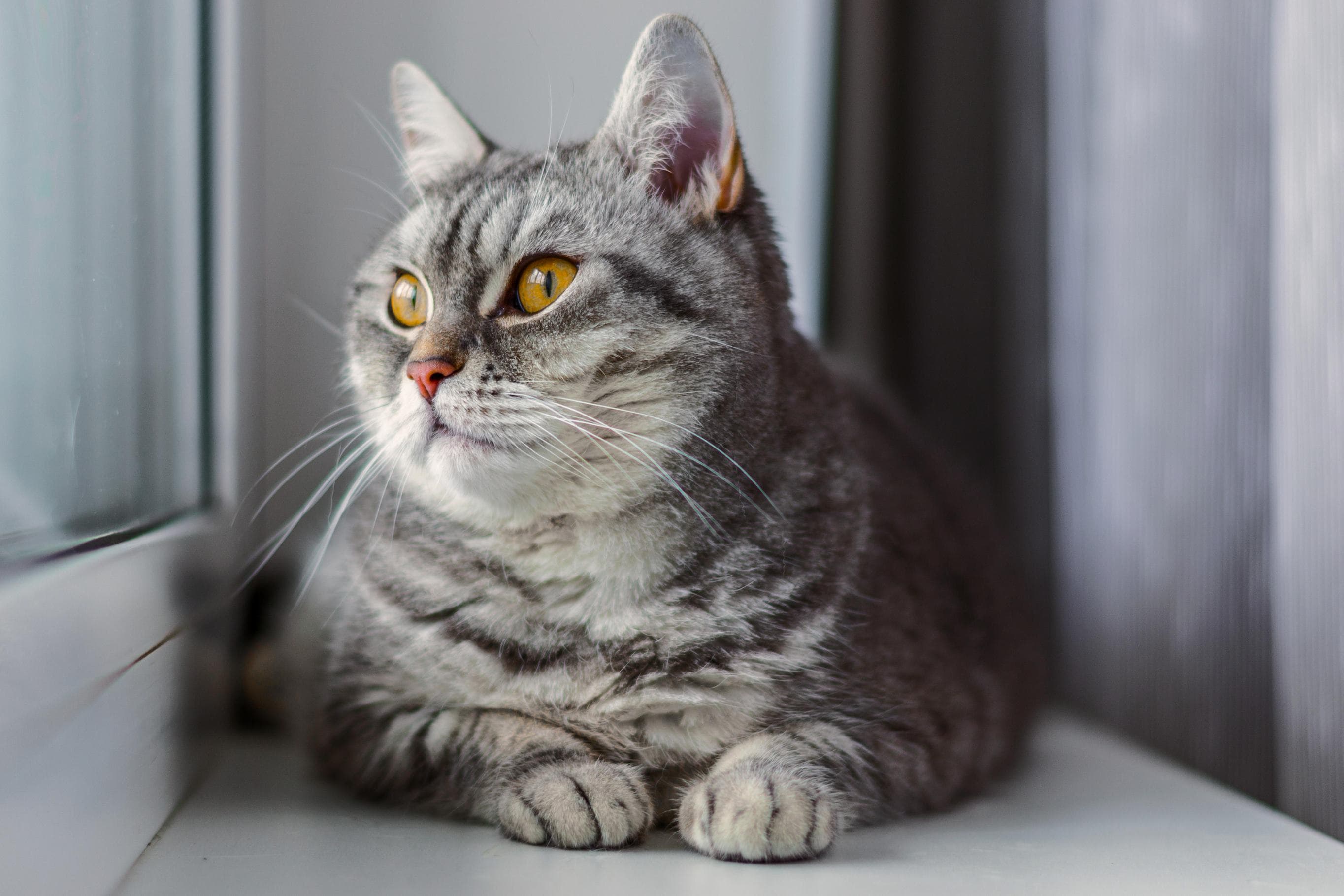 Whiskas brand imagery