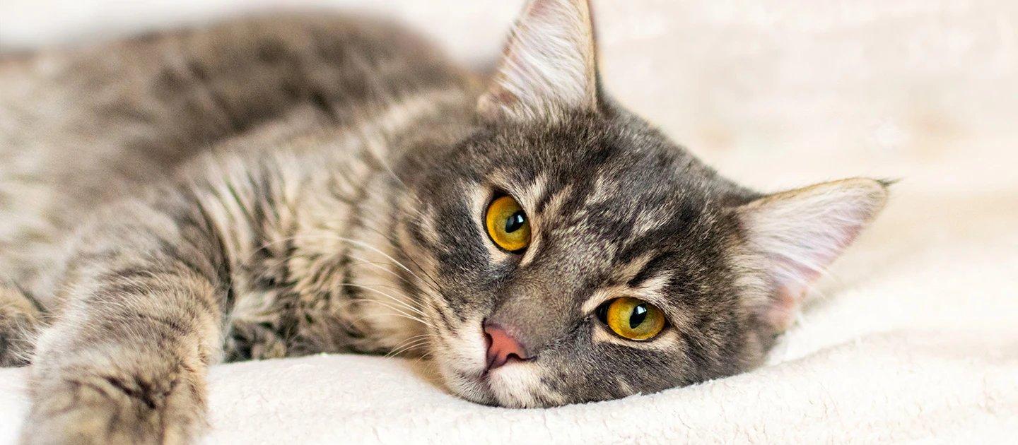 Whiskas brand imagery
