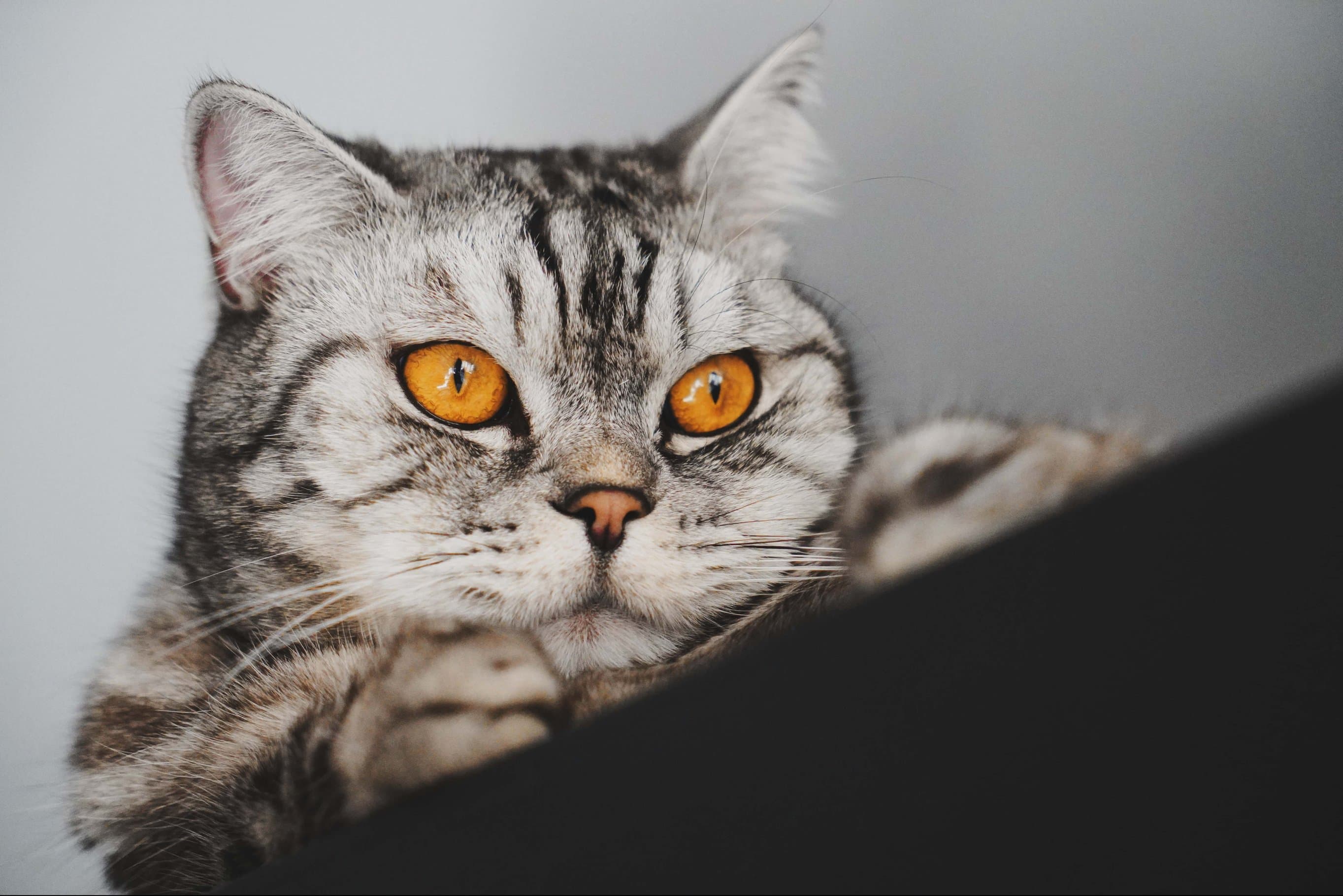 Whiskas brand imagery