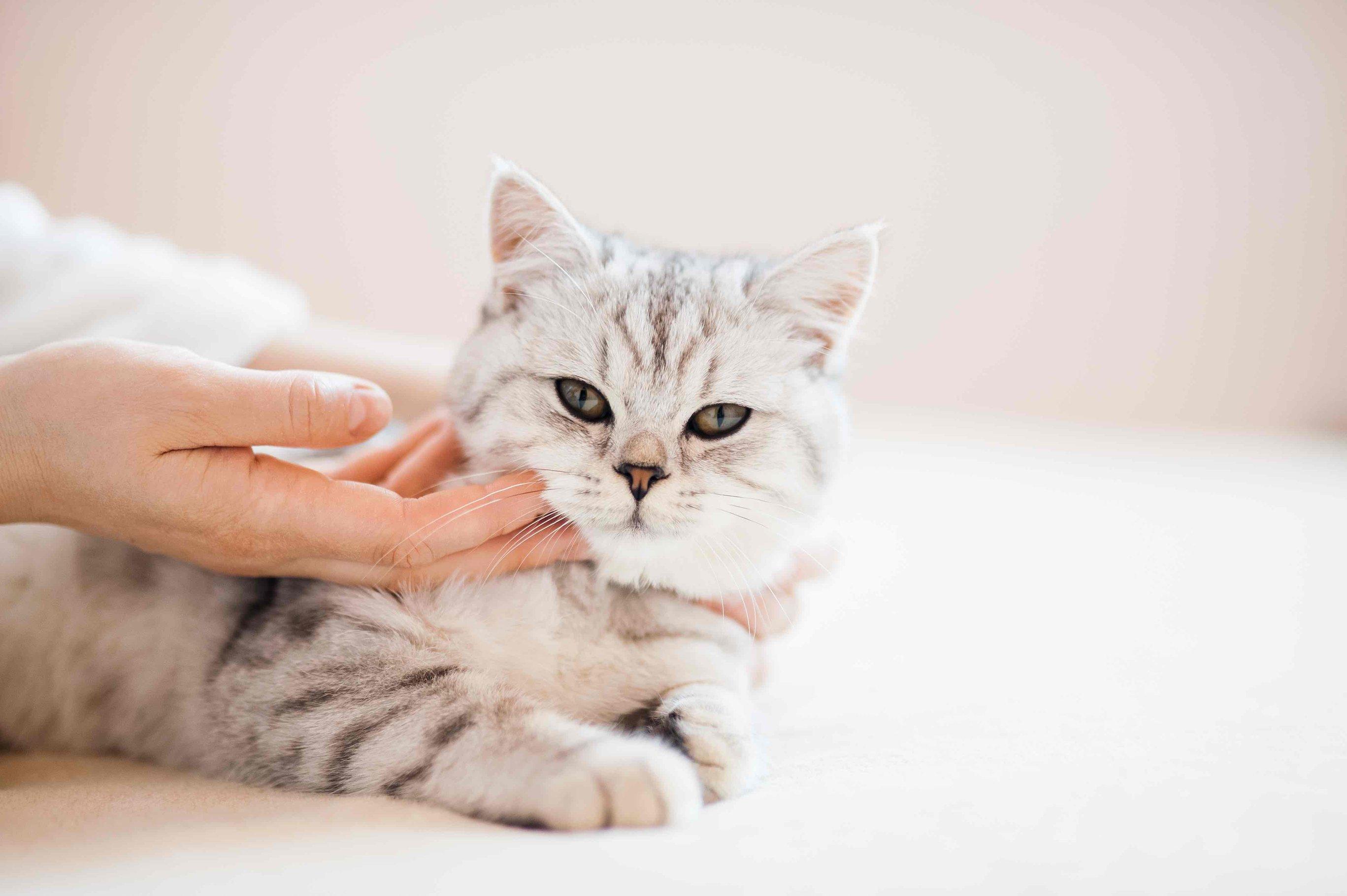 Whiskas brand imagery
