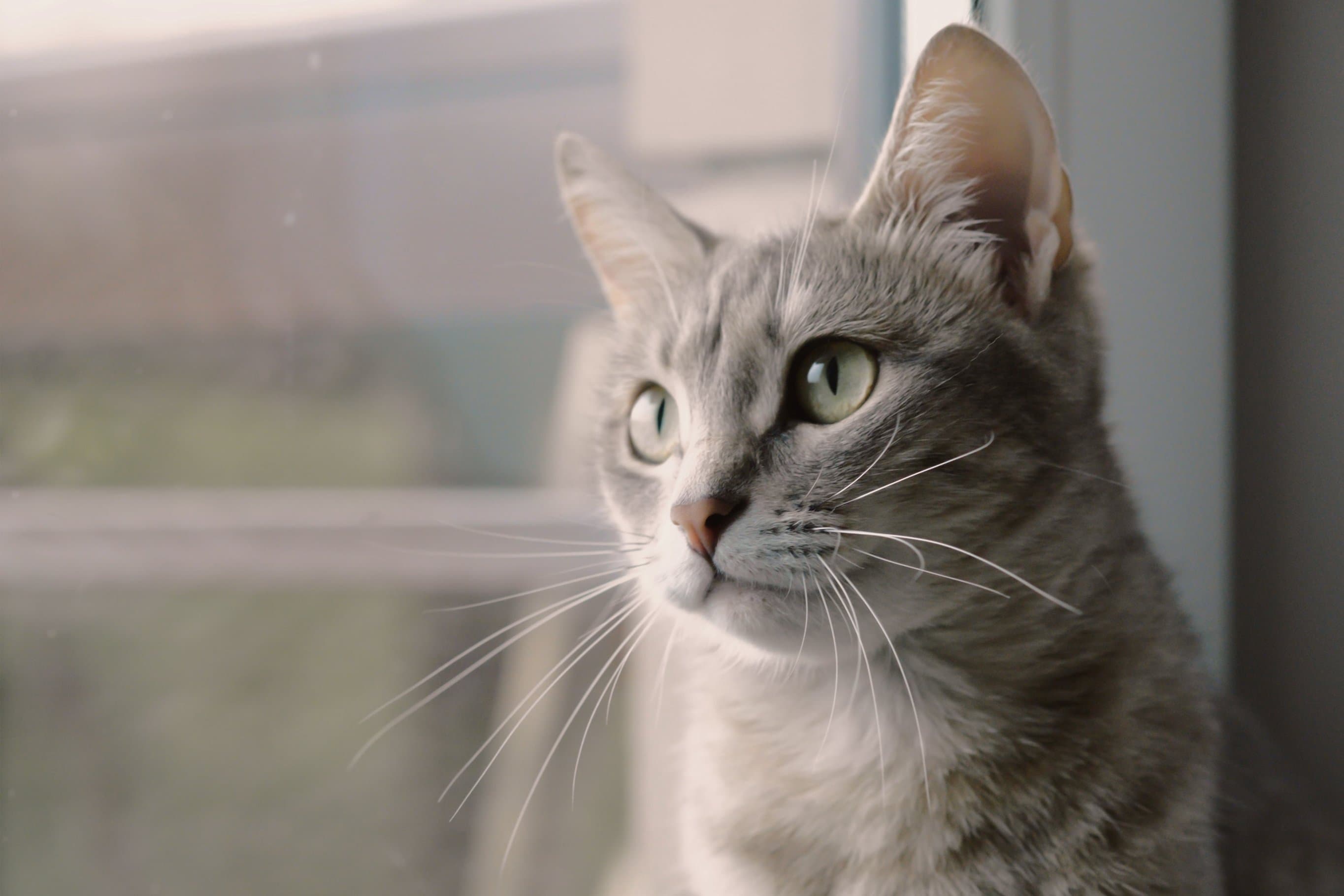 Whiskas brand imagery