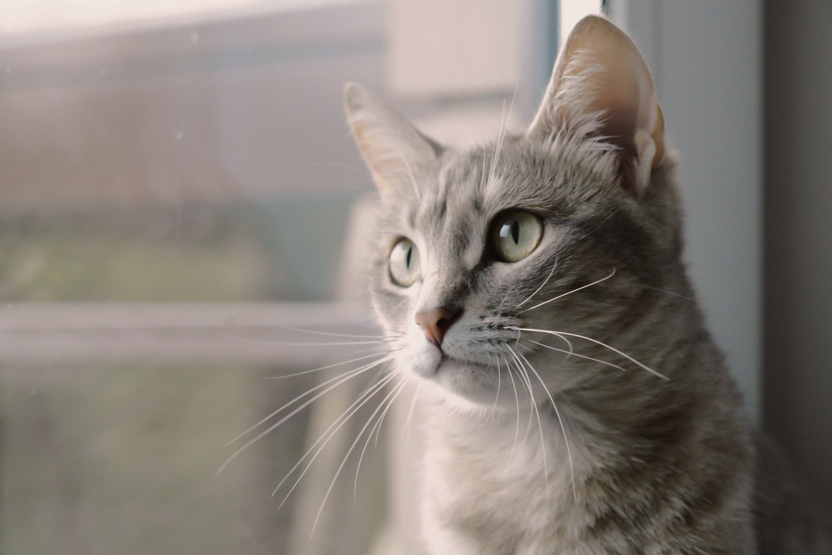 Whiskas brand imagery