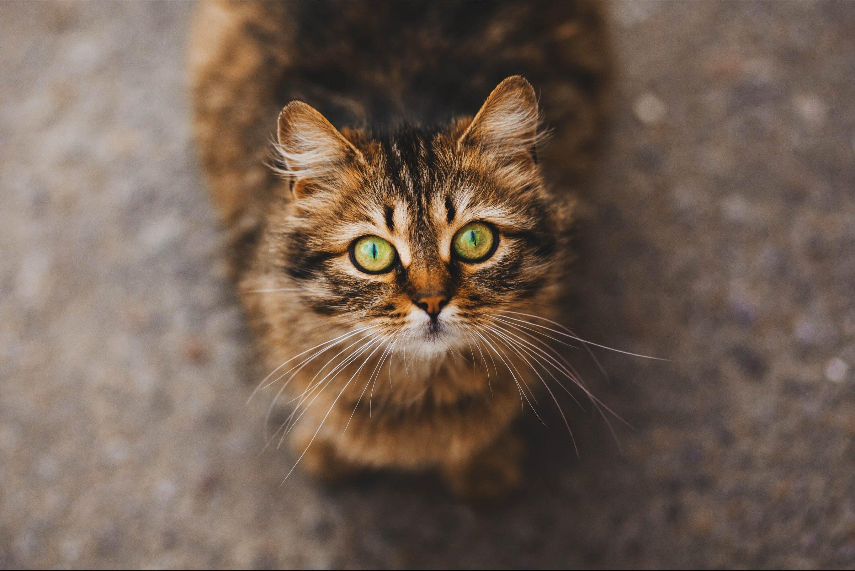 Whiskas brand imagery