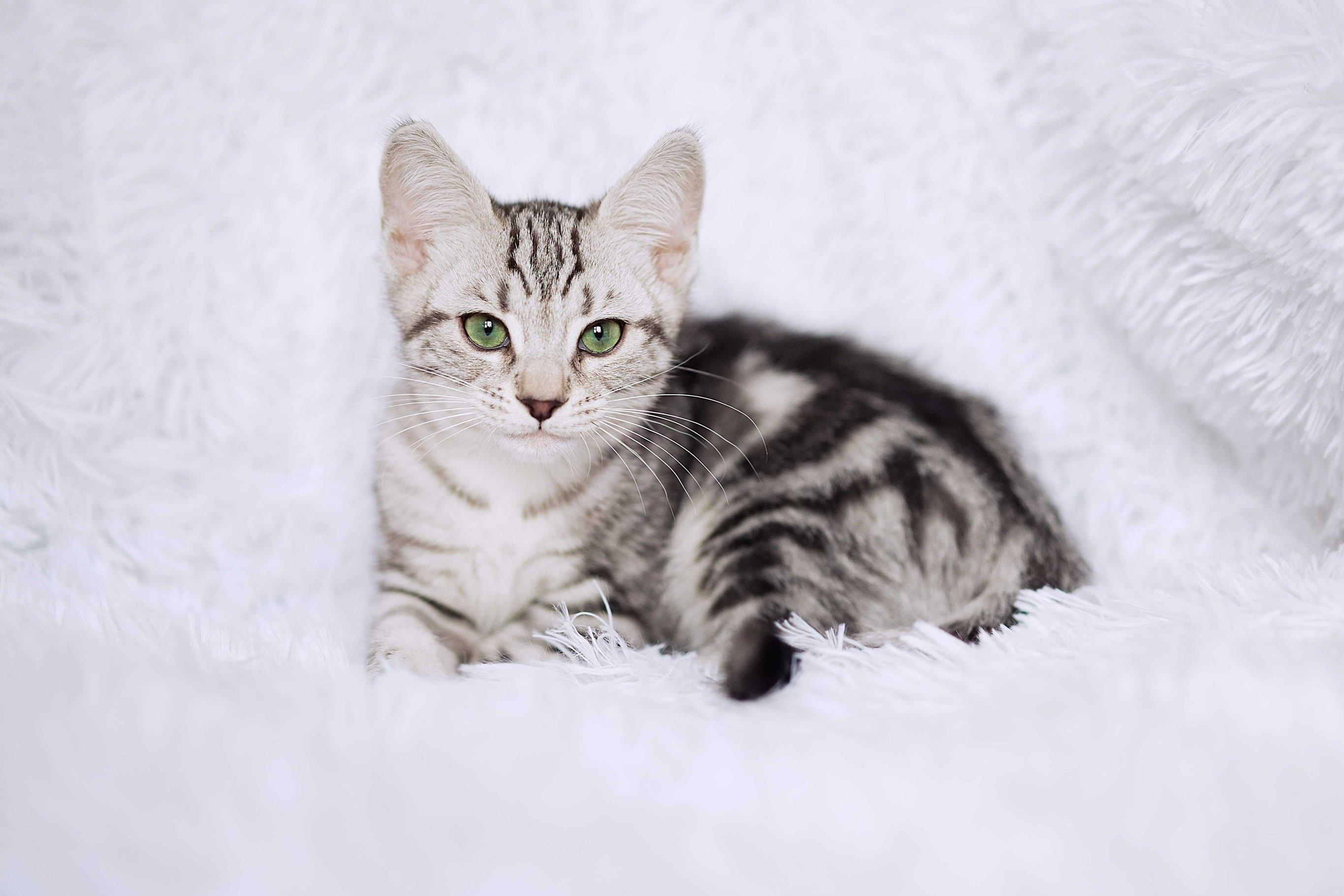 Развитие котят