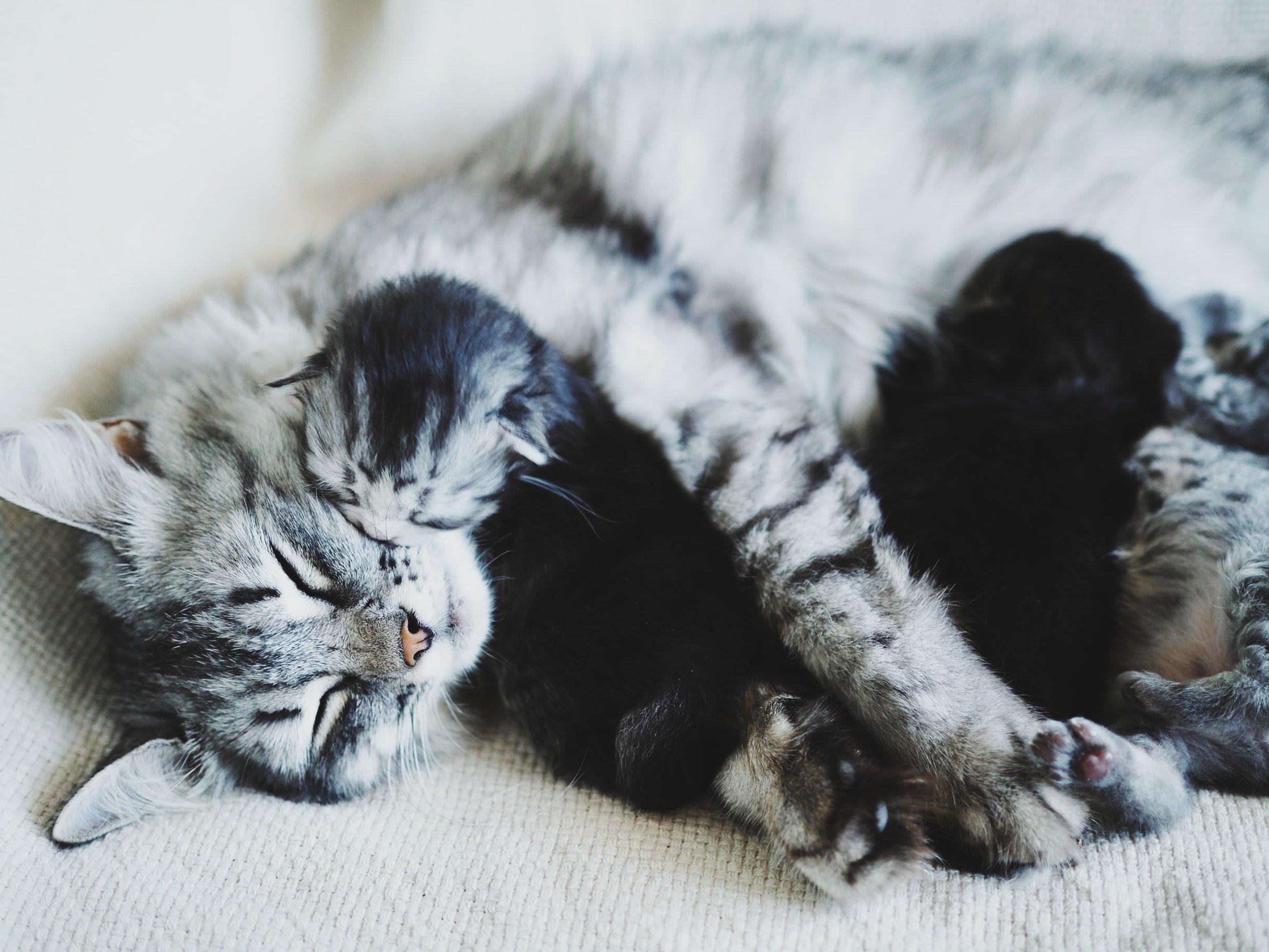 Особенности питания кормящей кошки