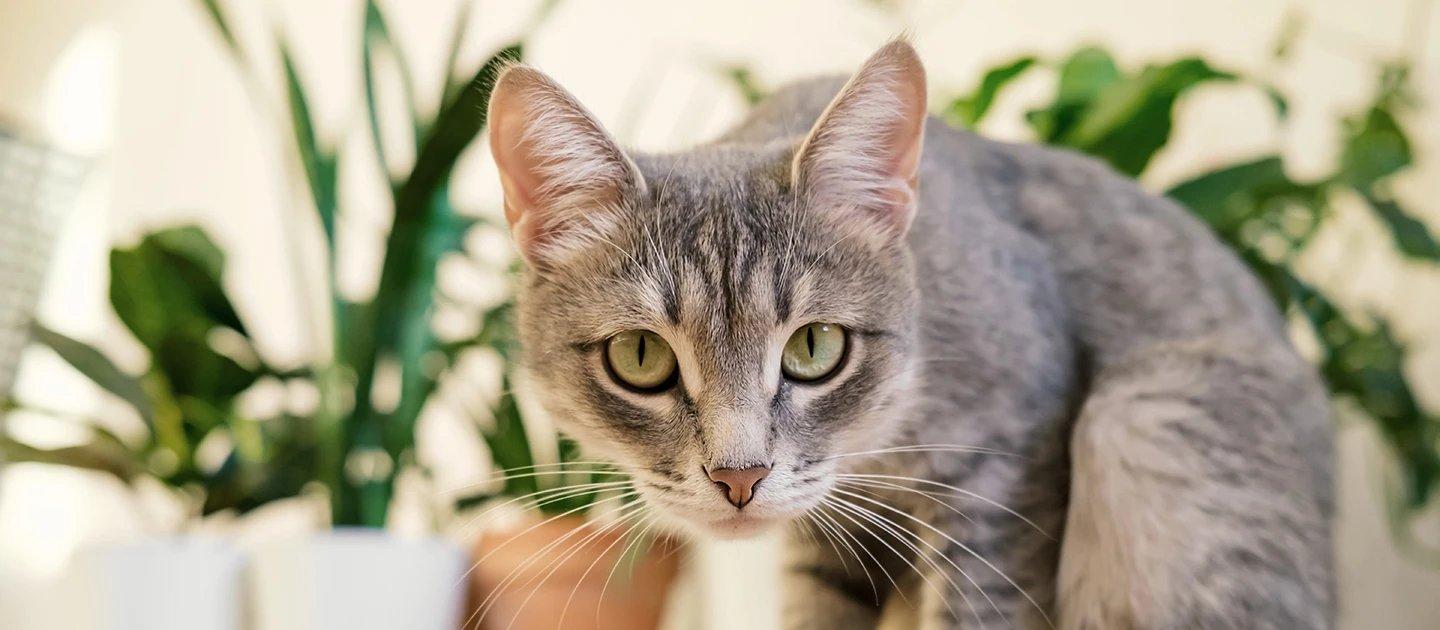 Whiskas brand imagery