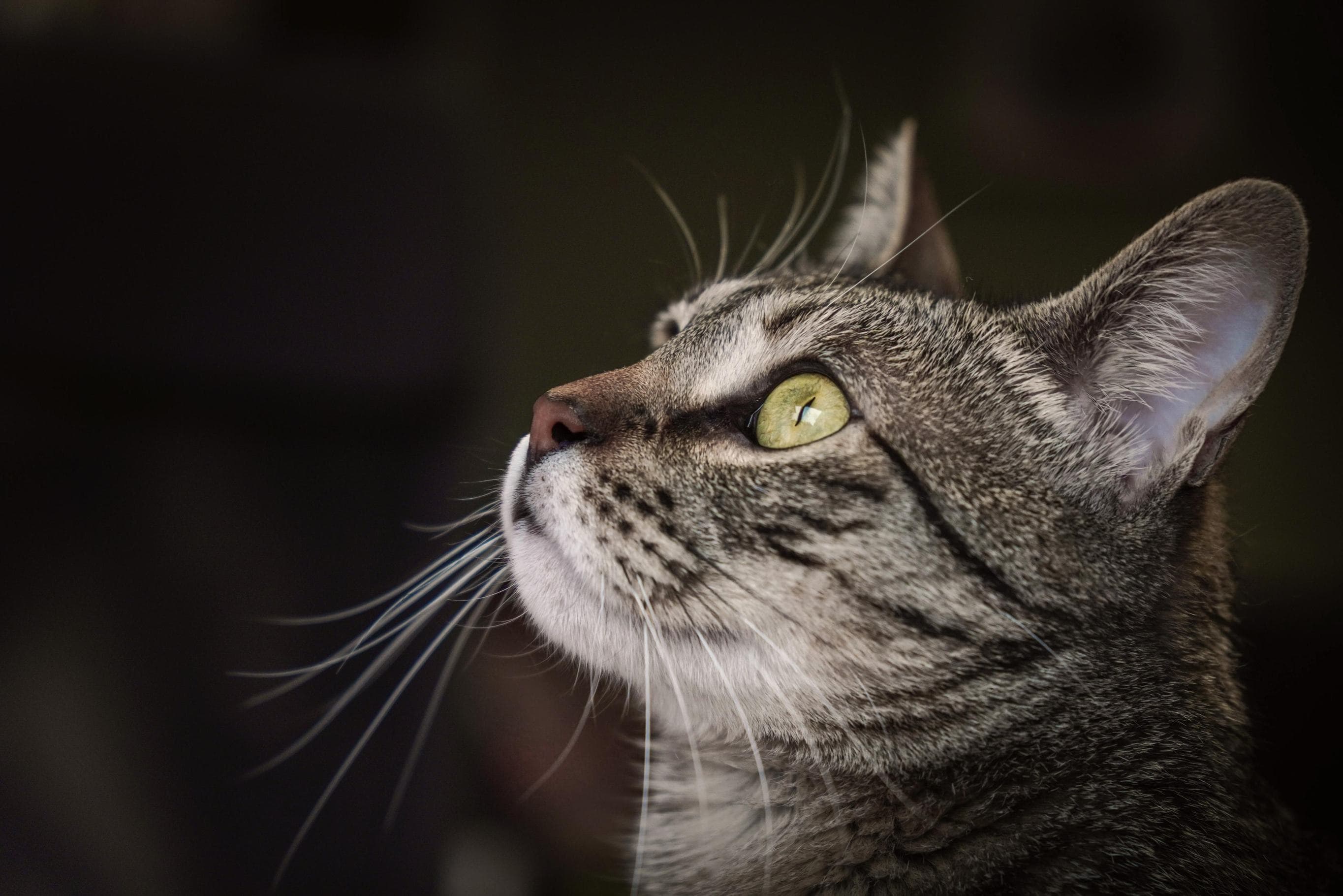 Whiskas brand imagery