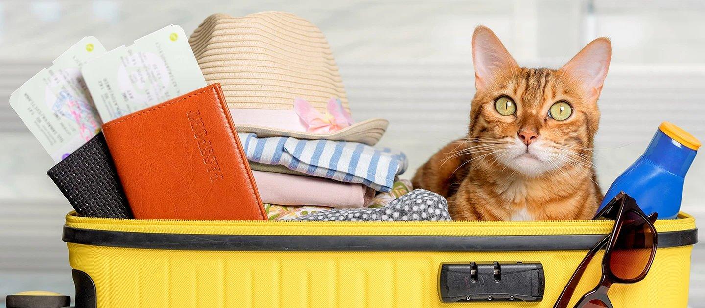 Whiskas brand imagery