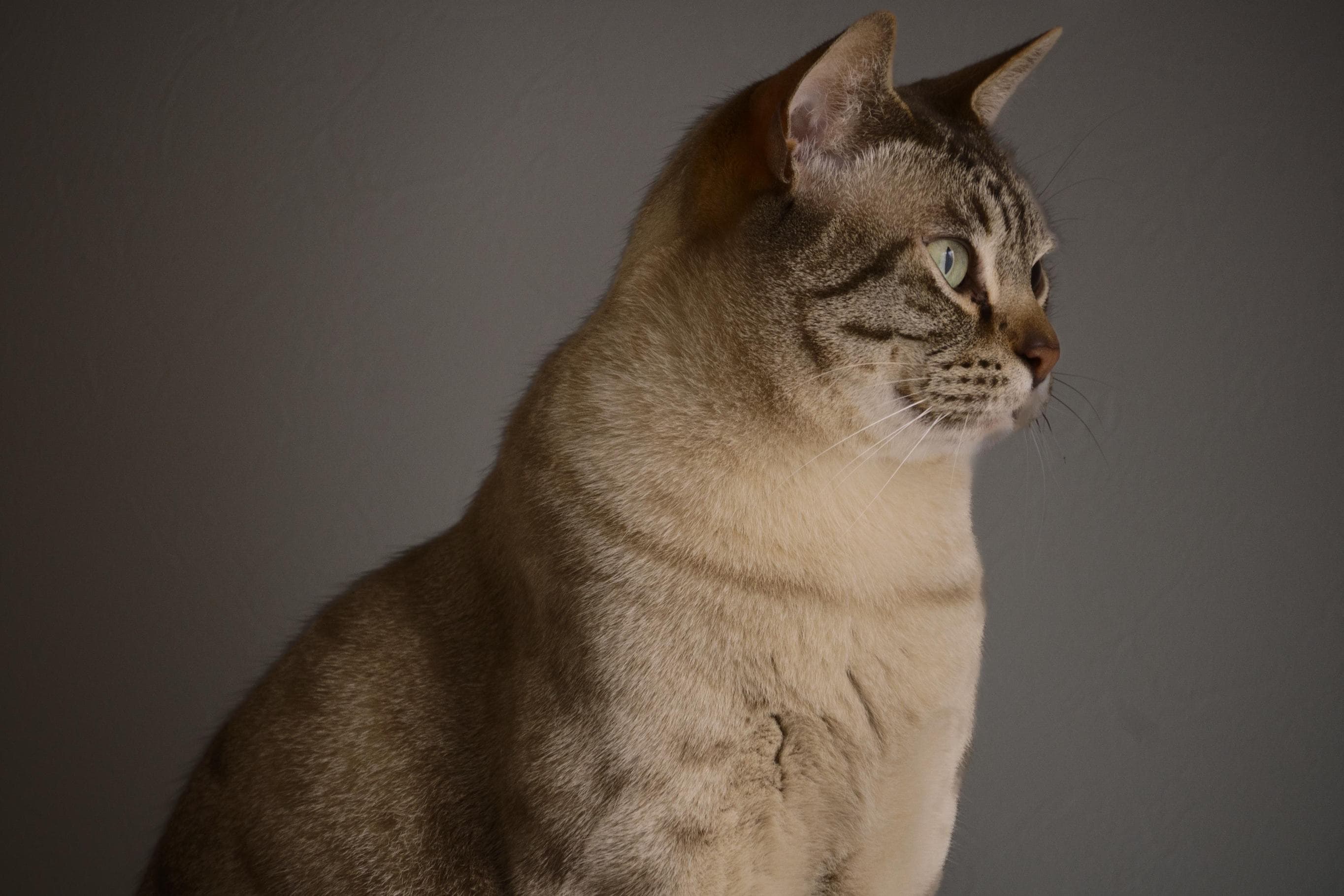 Whiskas brand imagery