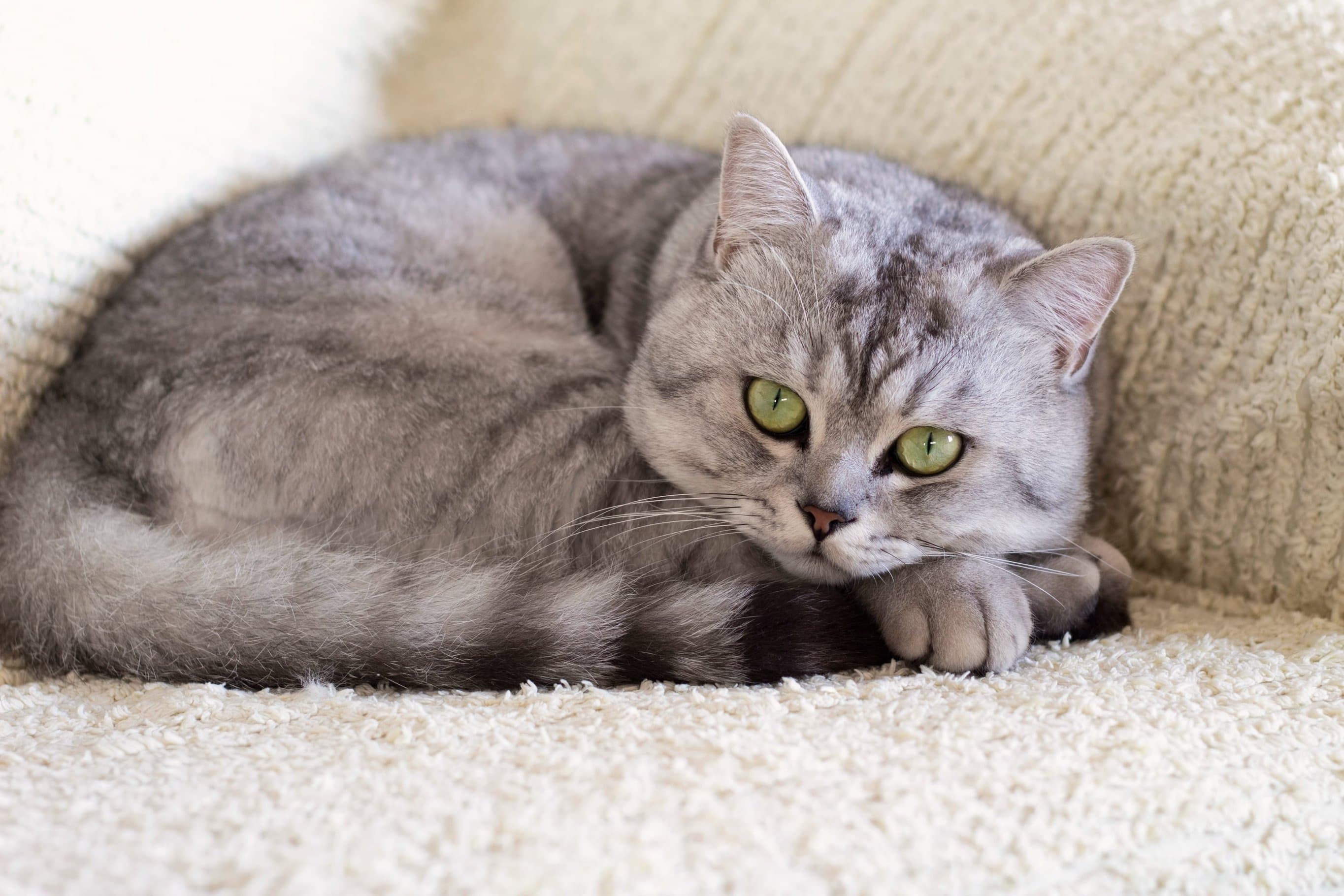 Whiskas brand imagery