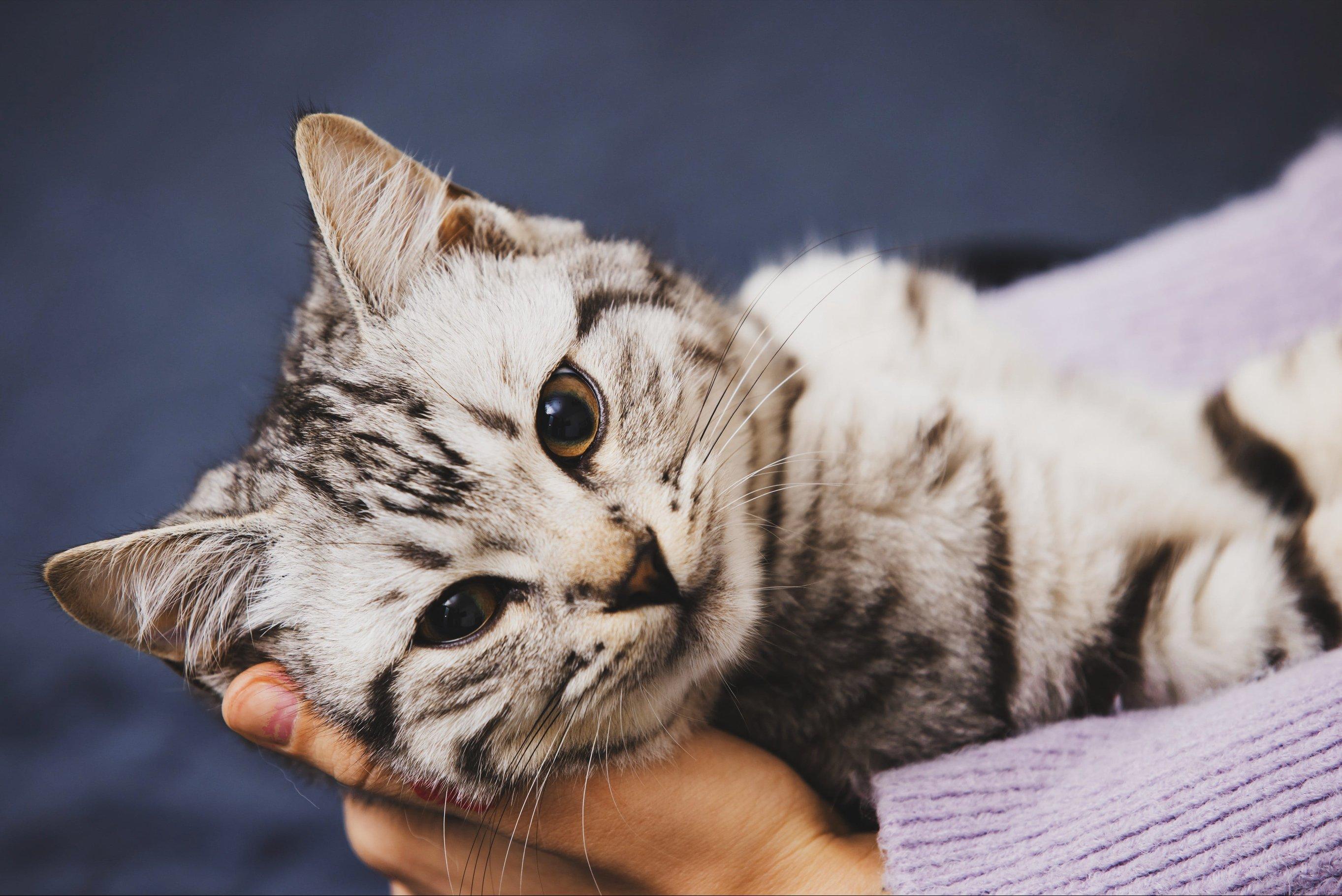 Блохи у кошки