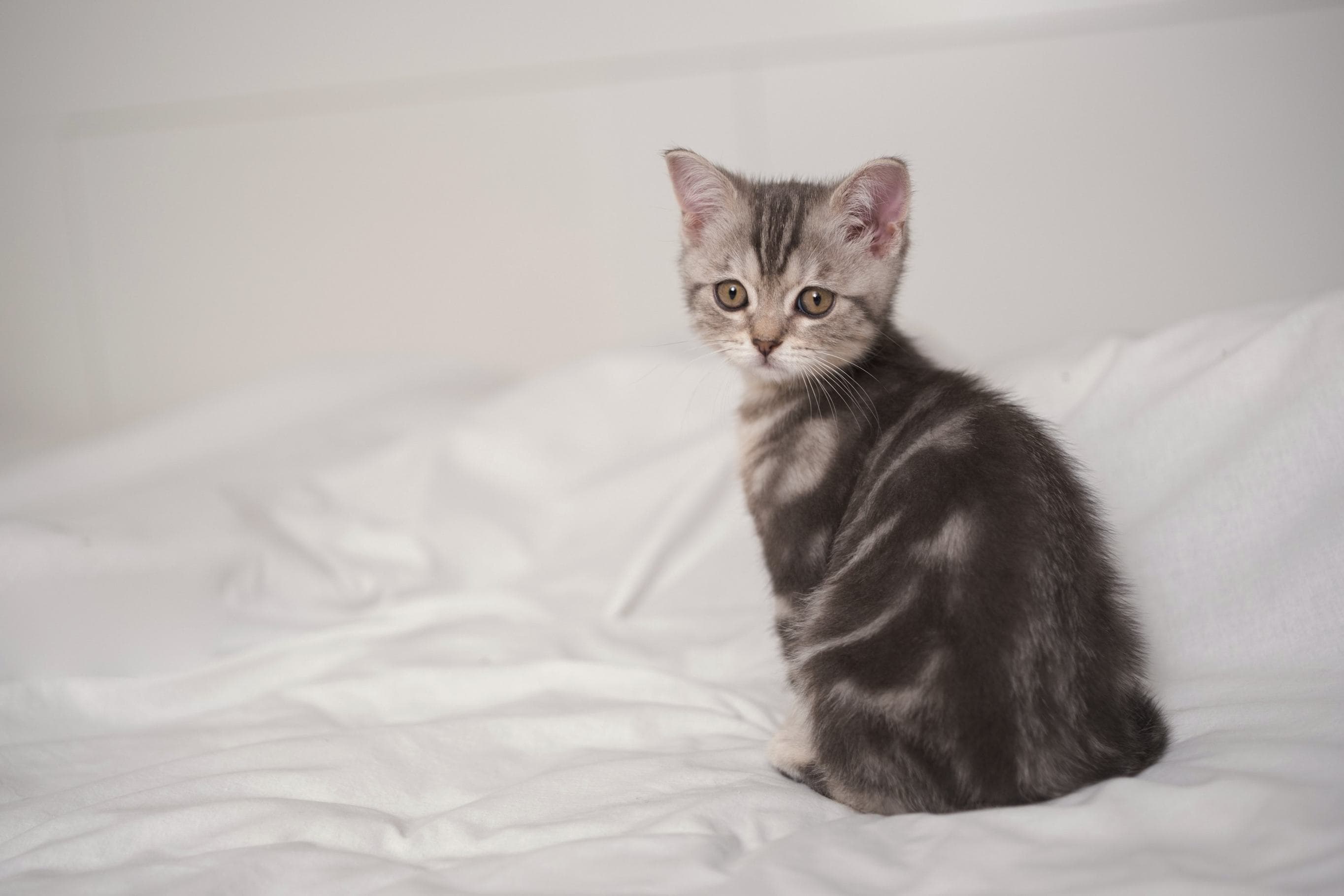 Whiskas brand imagery