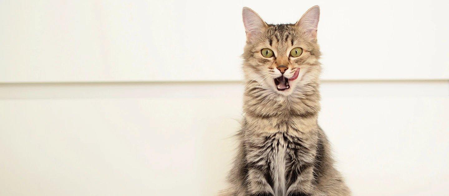 Whiskas brand imagery