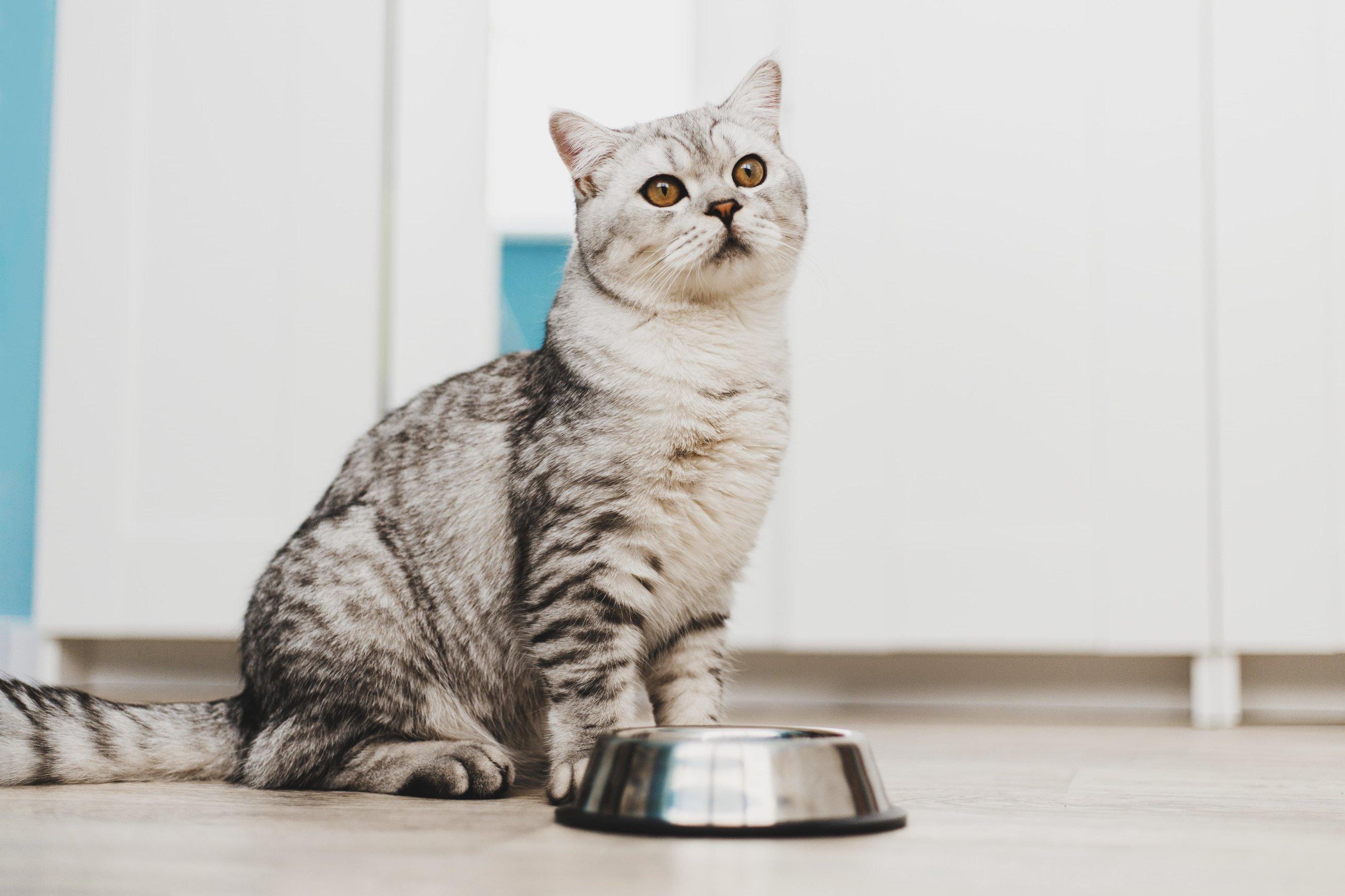 Чем кормить кошку или котенка?