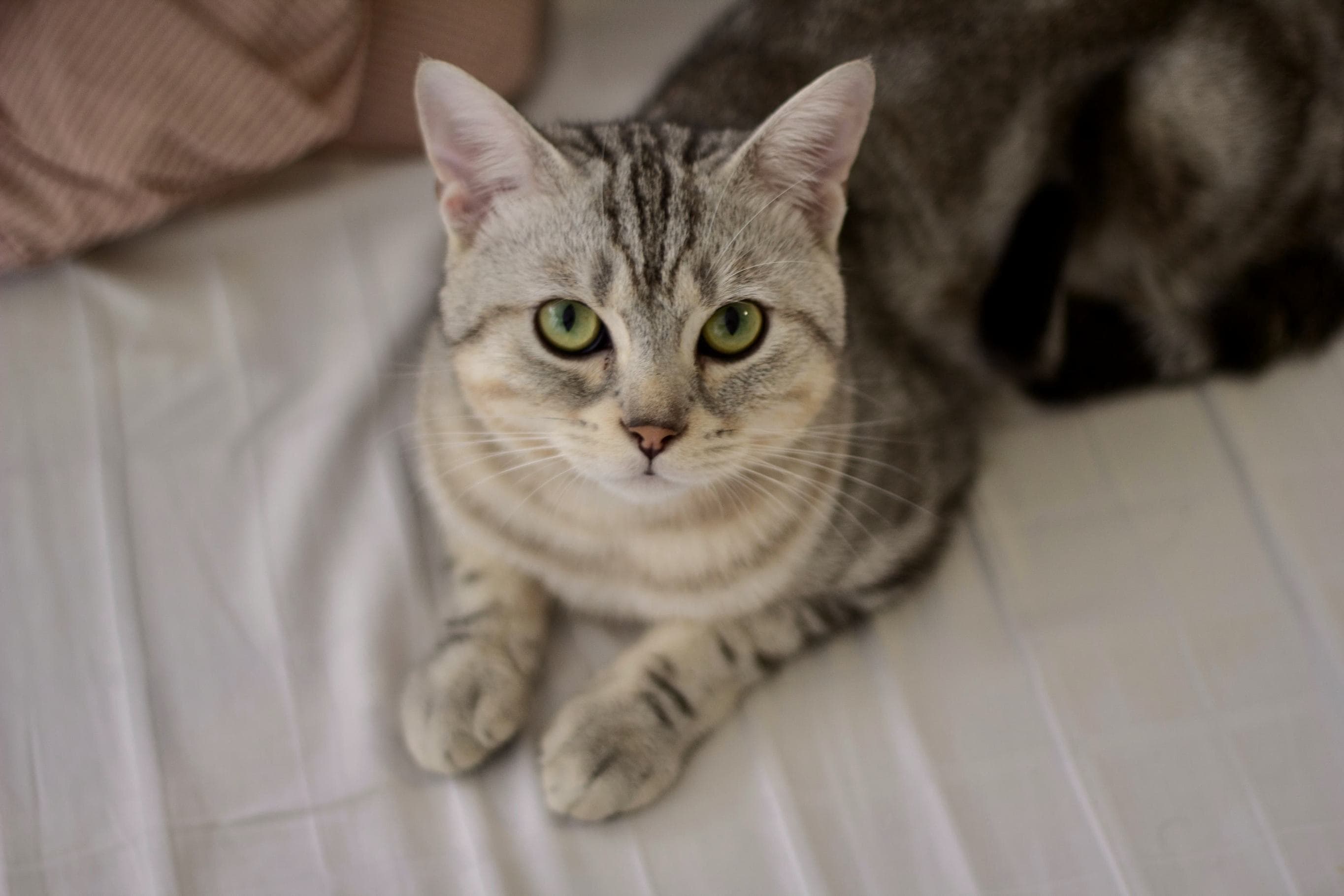 Whiskas brand imagery