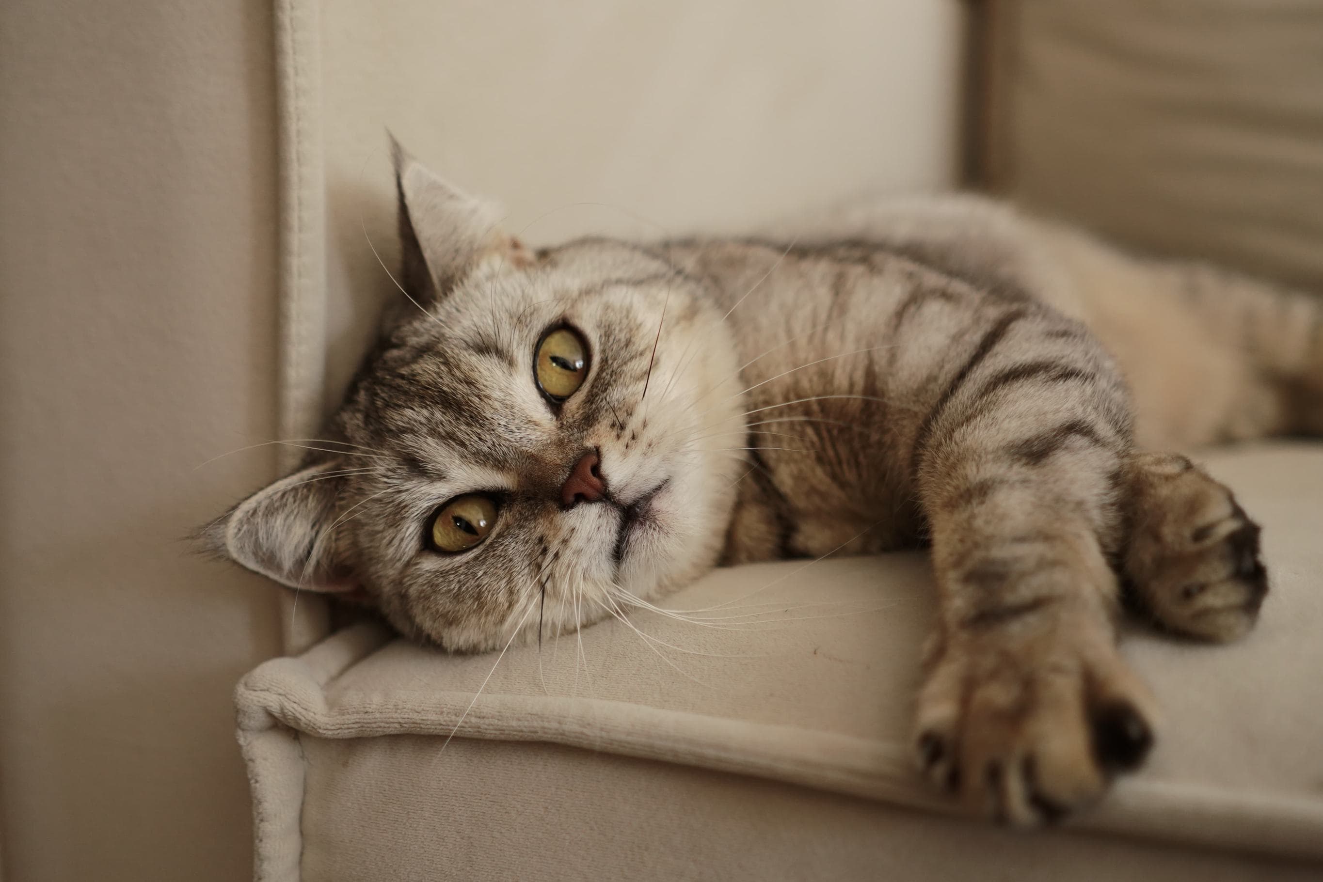 Whiskas brand imagery